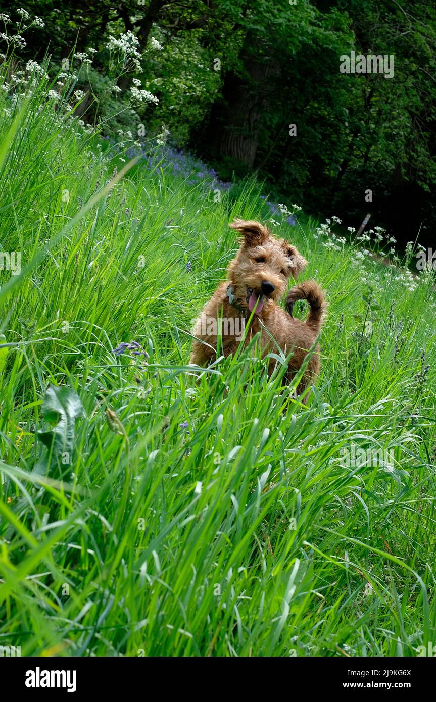 cute irish terrier puppy dog standing in long green grass Stock Photo