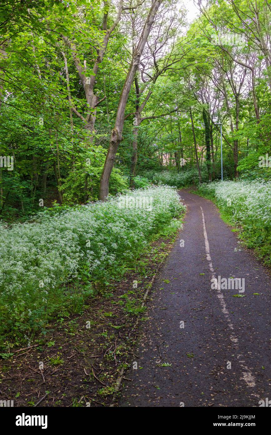 Woodland scene in the Elm Tree area of Stockton on Tees,England,UK