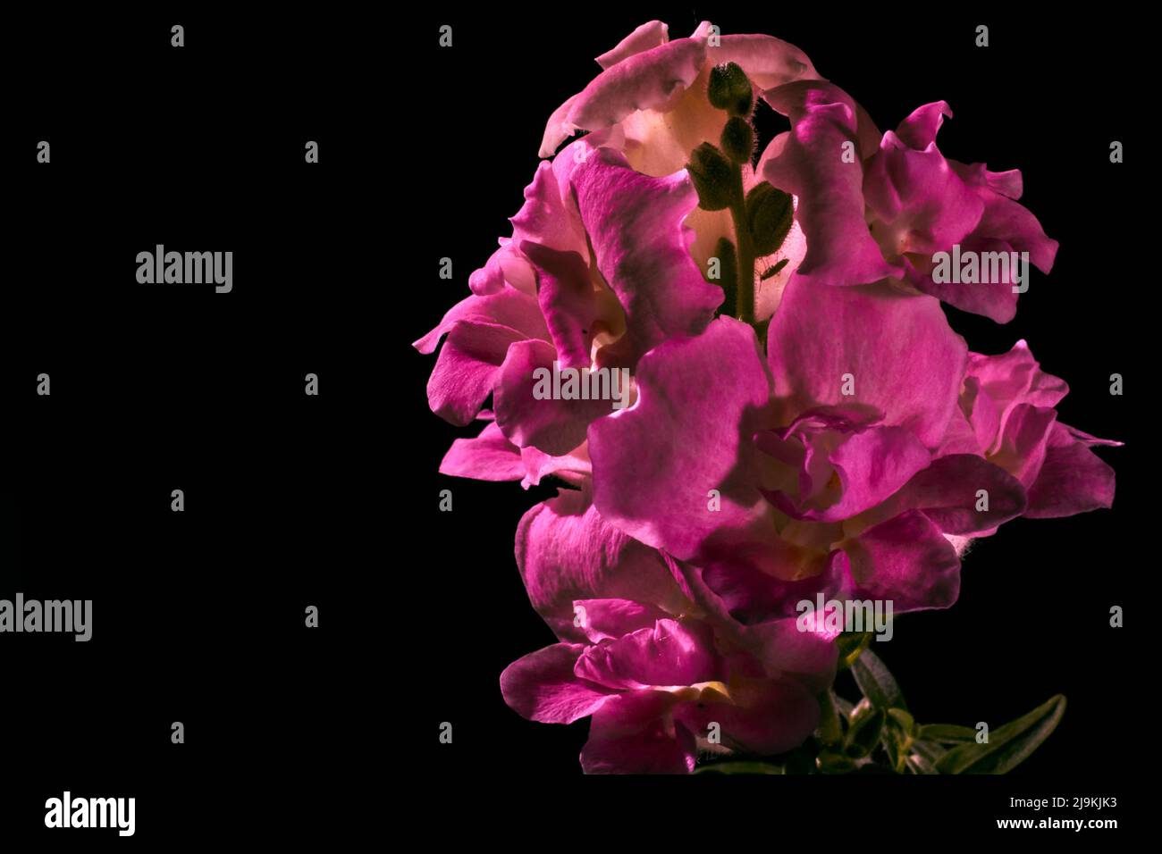 Macro photo of pink flowers snapdragon large with a pattern of smoke on a black background Stock Photo