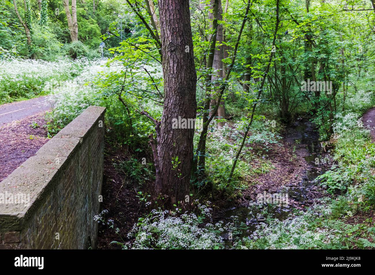 Woodland scene in the Elm Tree area of Stockton on Tees,England,UK.Path
