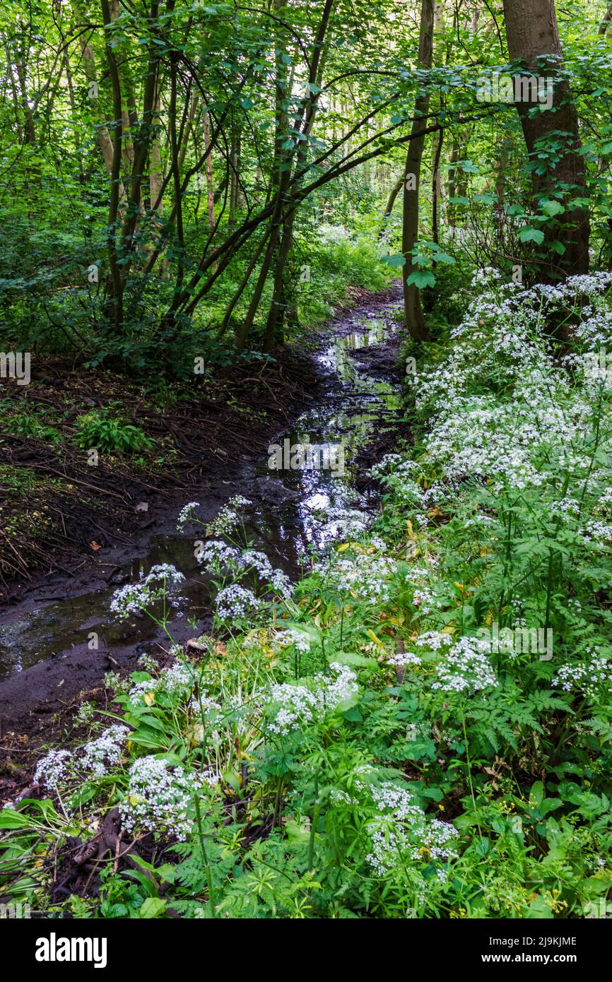 Woodland scene in the Elm Tree area of Stockton on Tees,England,UK.Beck