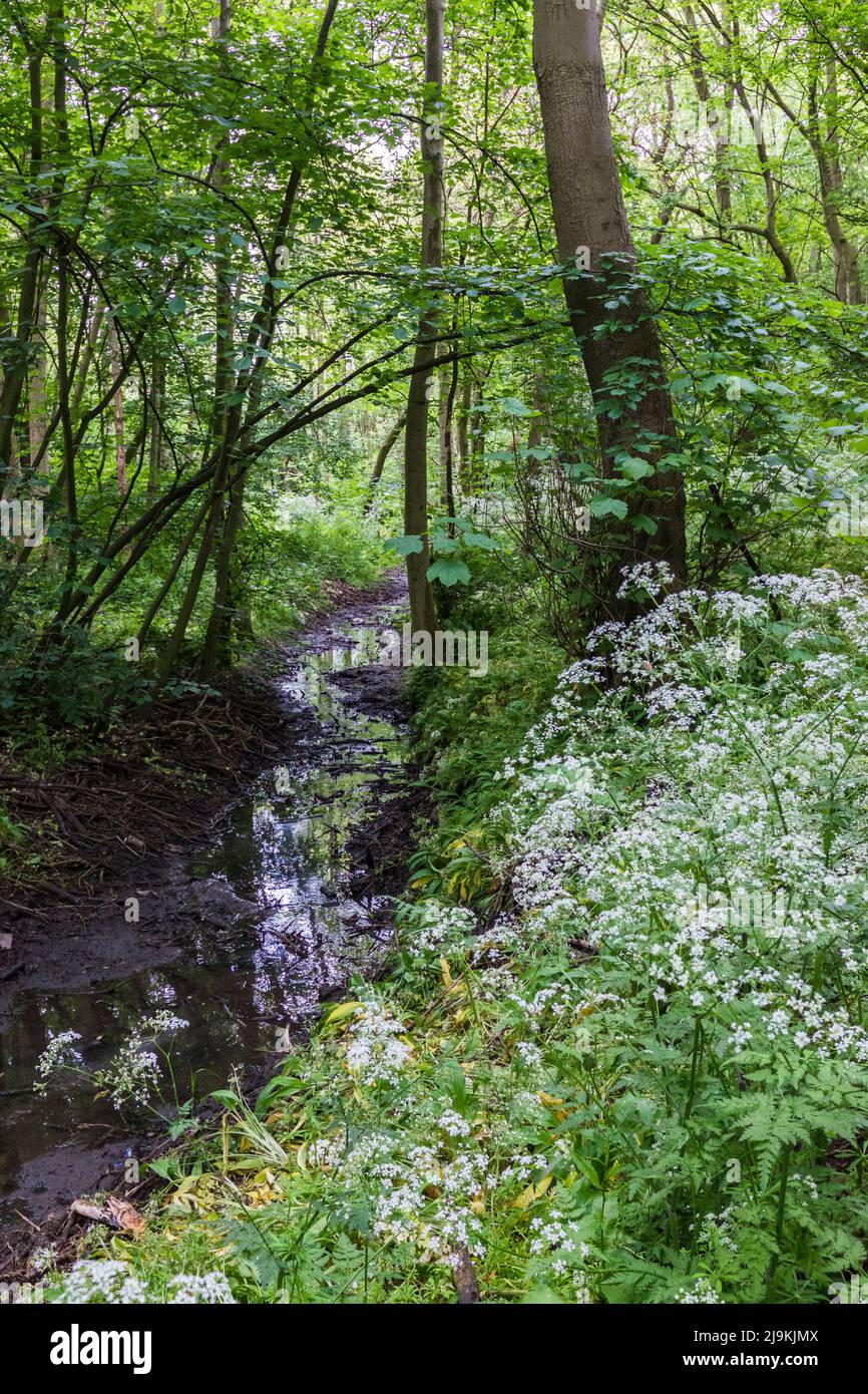 Tree trees stream woods hi-res stock photography and images - Alamy