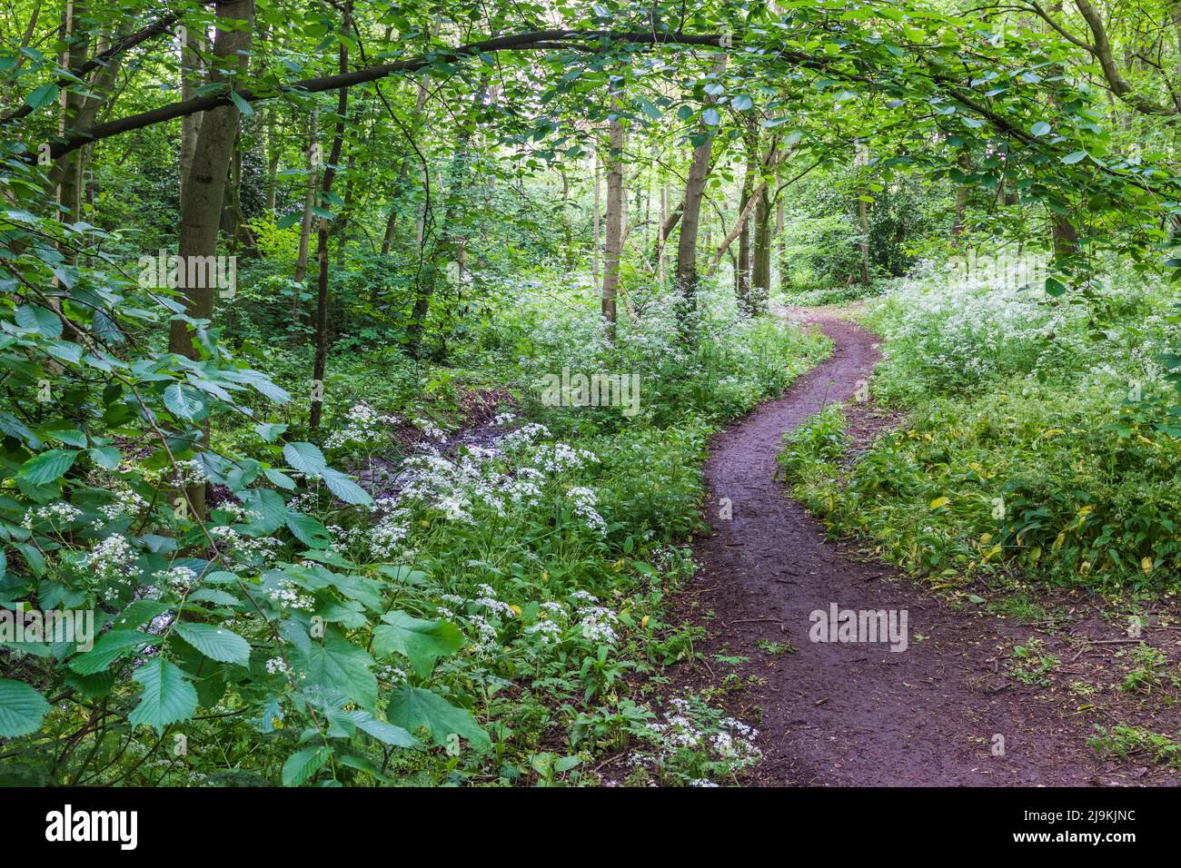 Woodland scene in the Elm Tree area of Stockton on Tees,England,UK.Path