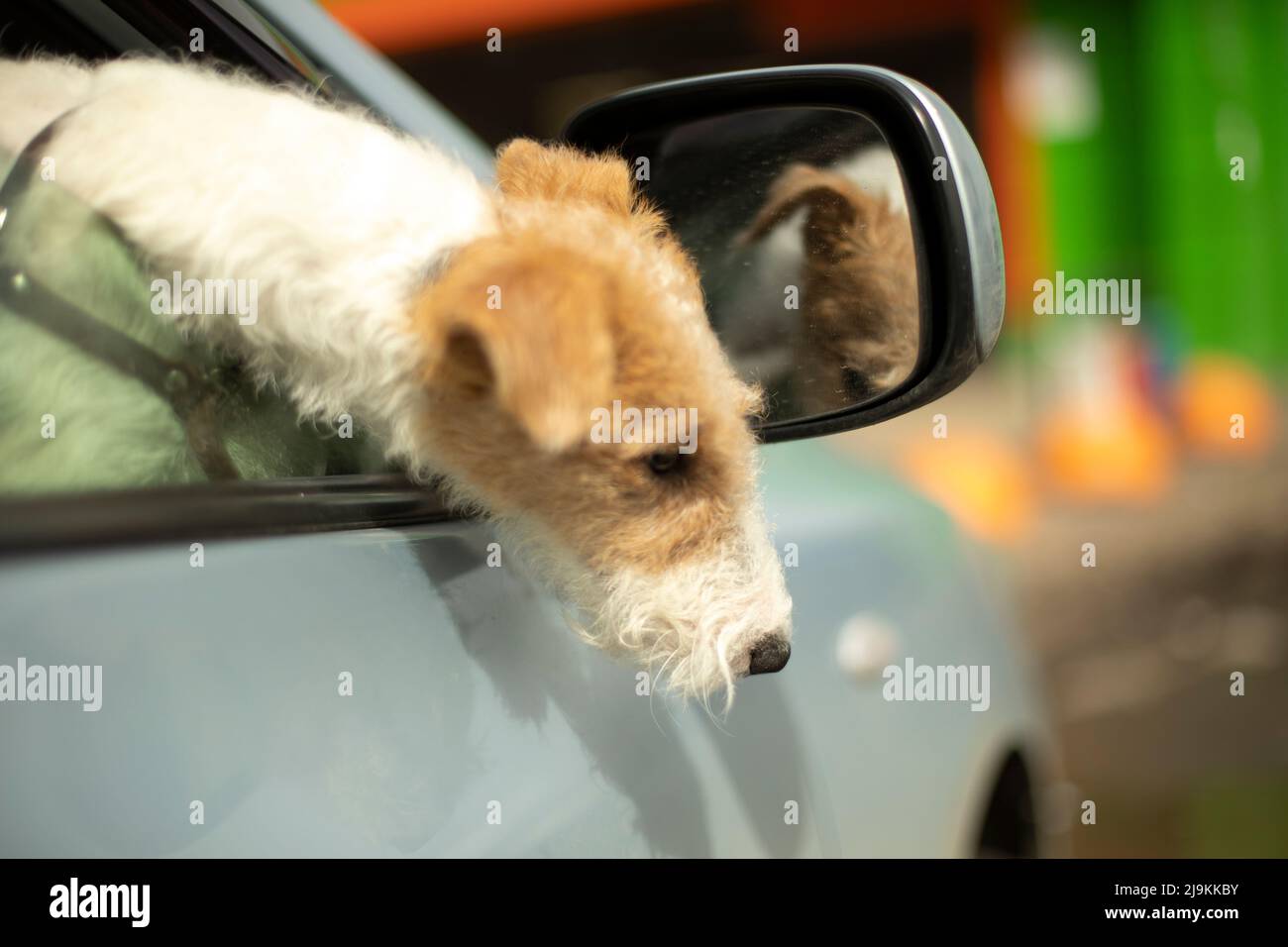 Dog peeks out of car window. Dog of small breed in transport. Animal ...