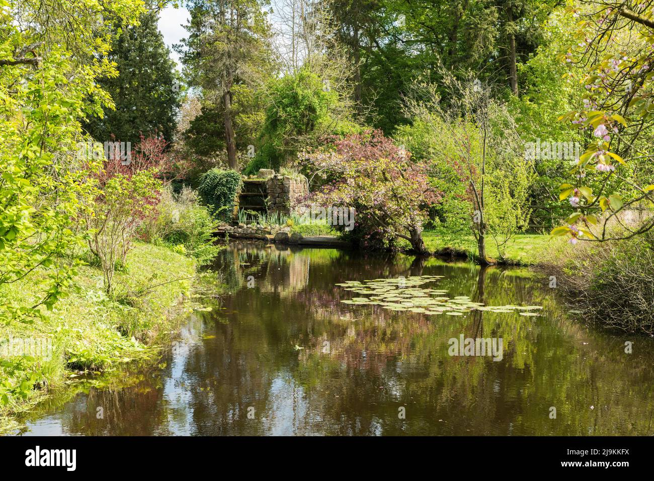 large English garden with pond, waterfall stones and many green shrubs