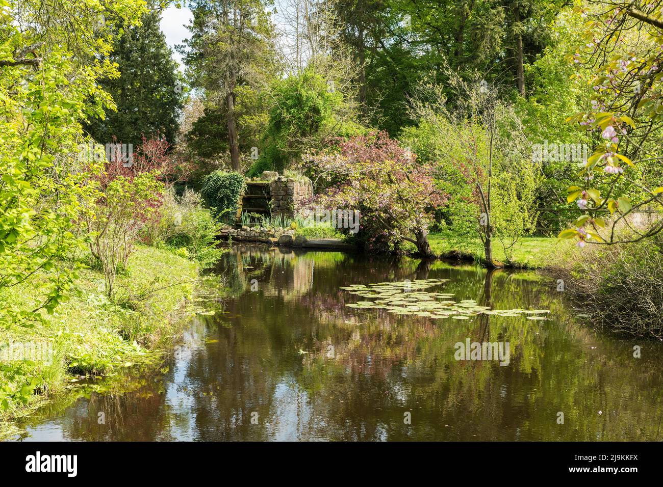 large English garden with pond, waterfall stones and many green shrubs Stock Photo