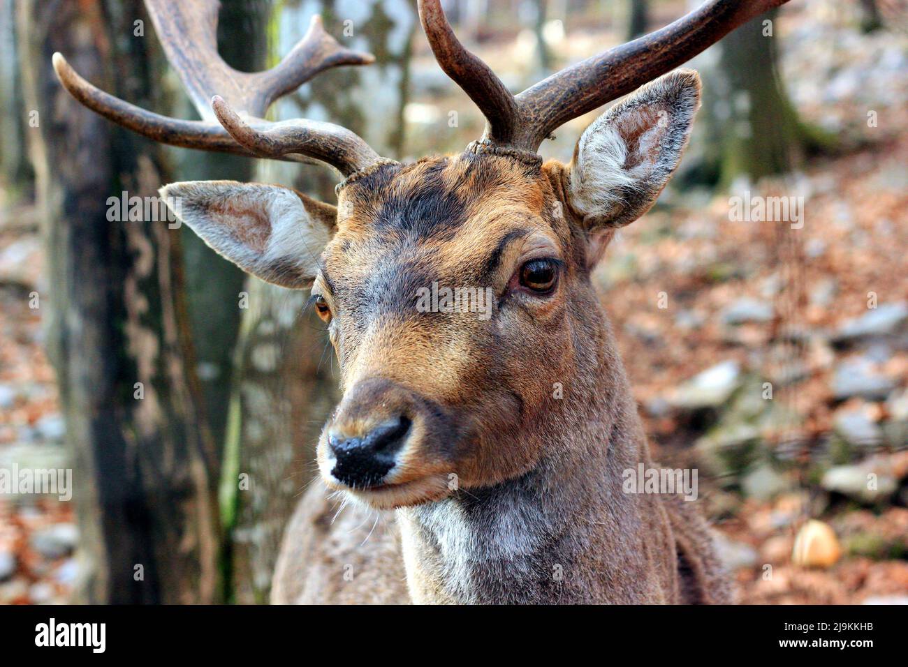 deer in the forest Stock Photo Alamy