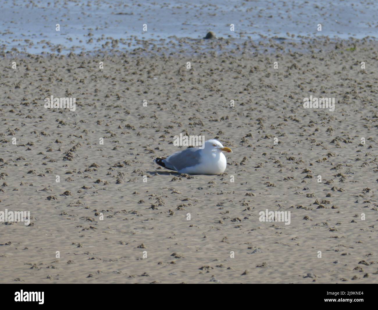 Seagull sitting on the beach during low tide Stock Photo
