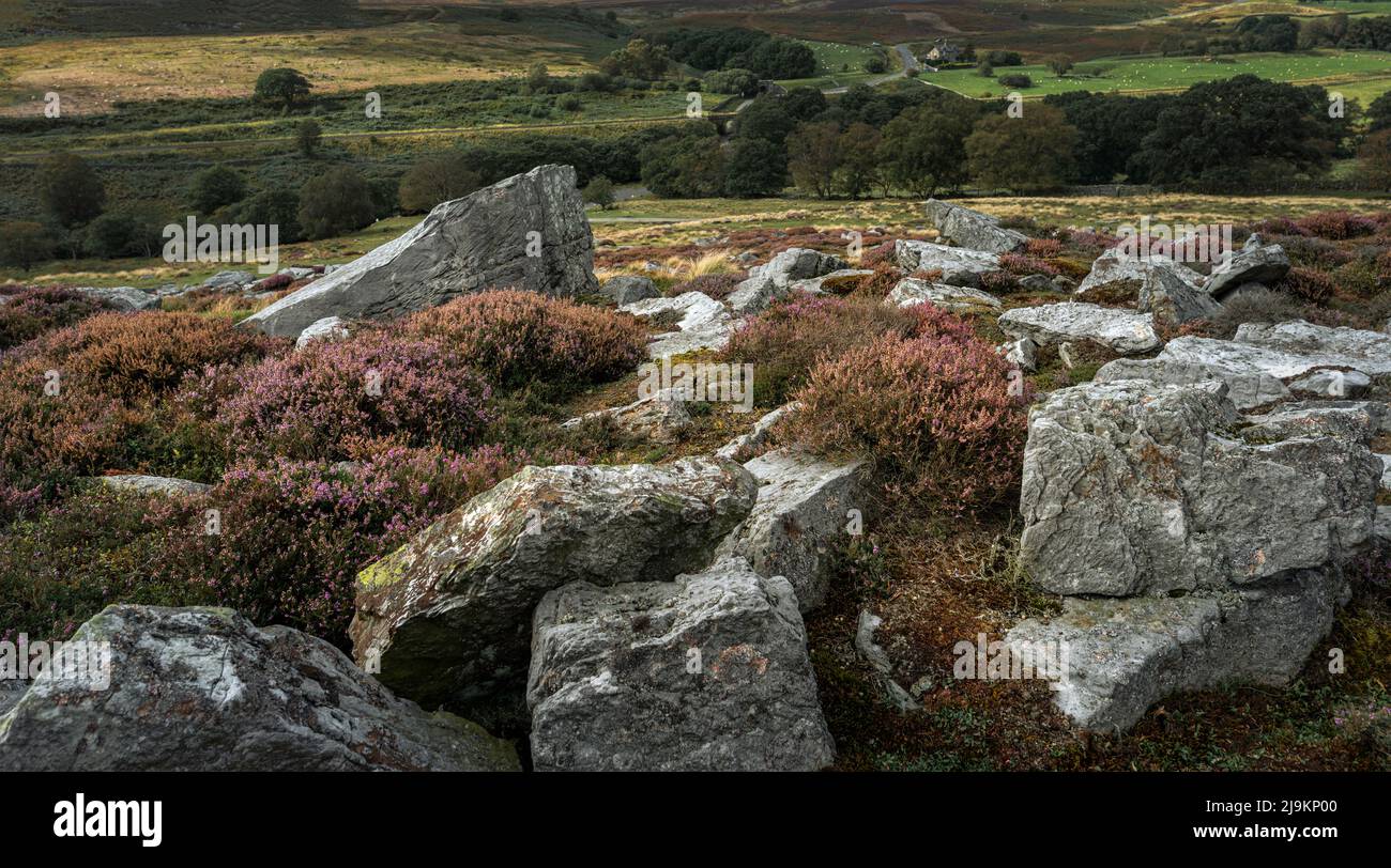 Rocky outcrop with heather in full bloom in the North York Moors national park overlooking attractive landscape in autumn near Goathland, Yorkshire, U Stock Photo