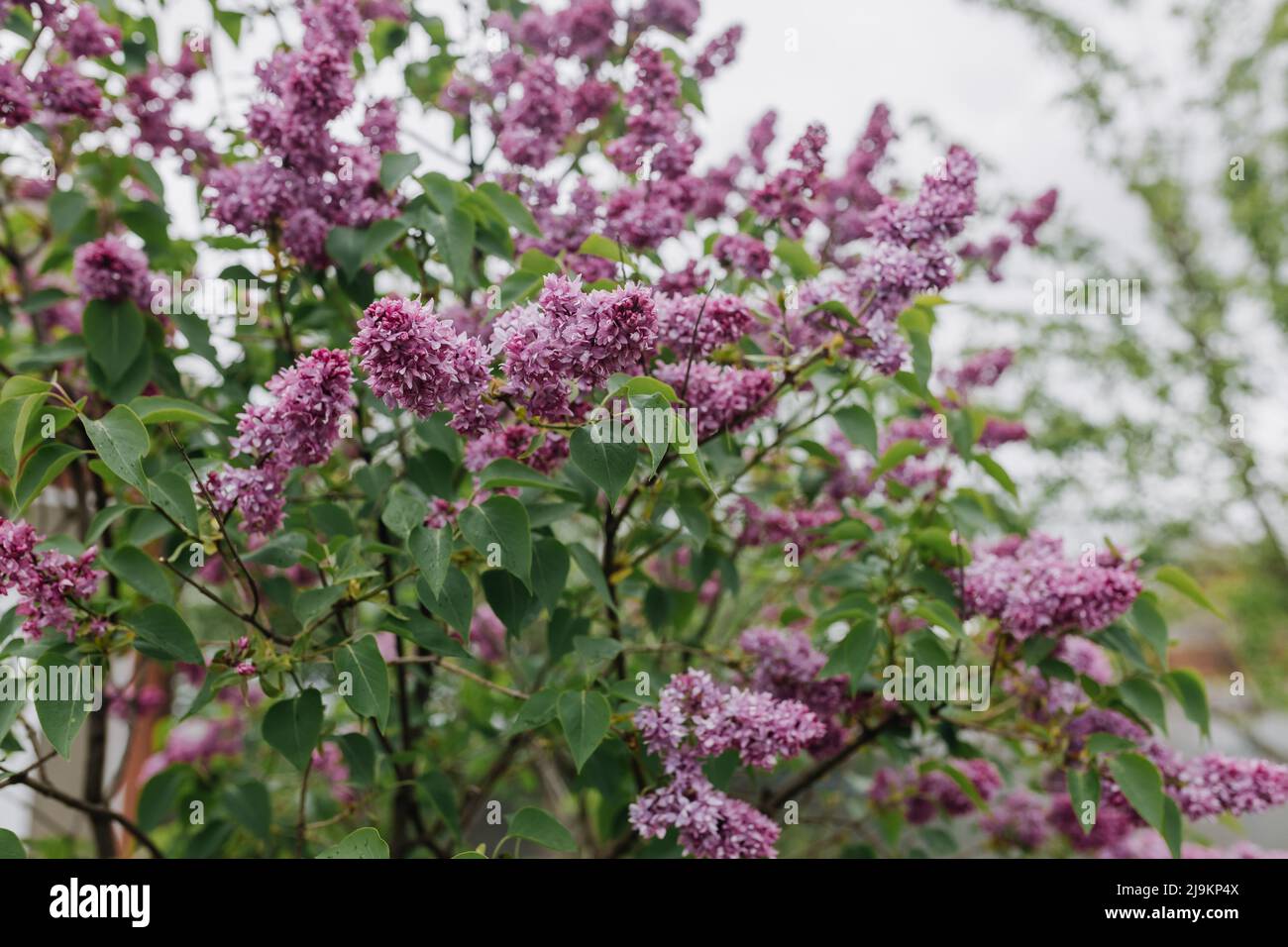 Lilac flowers in the garden in cloudy spring weather. High quality photo Stock Photo