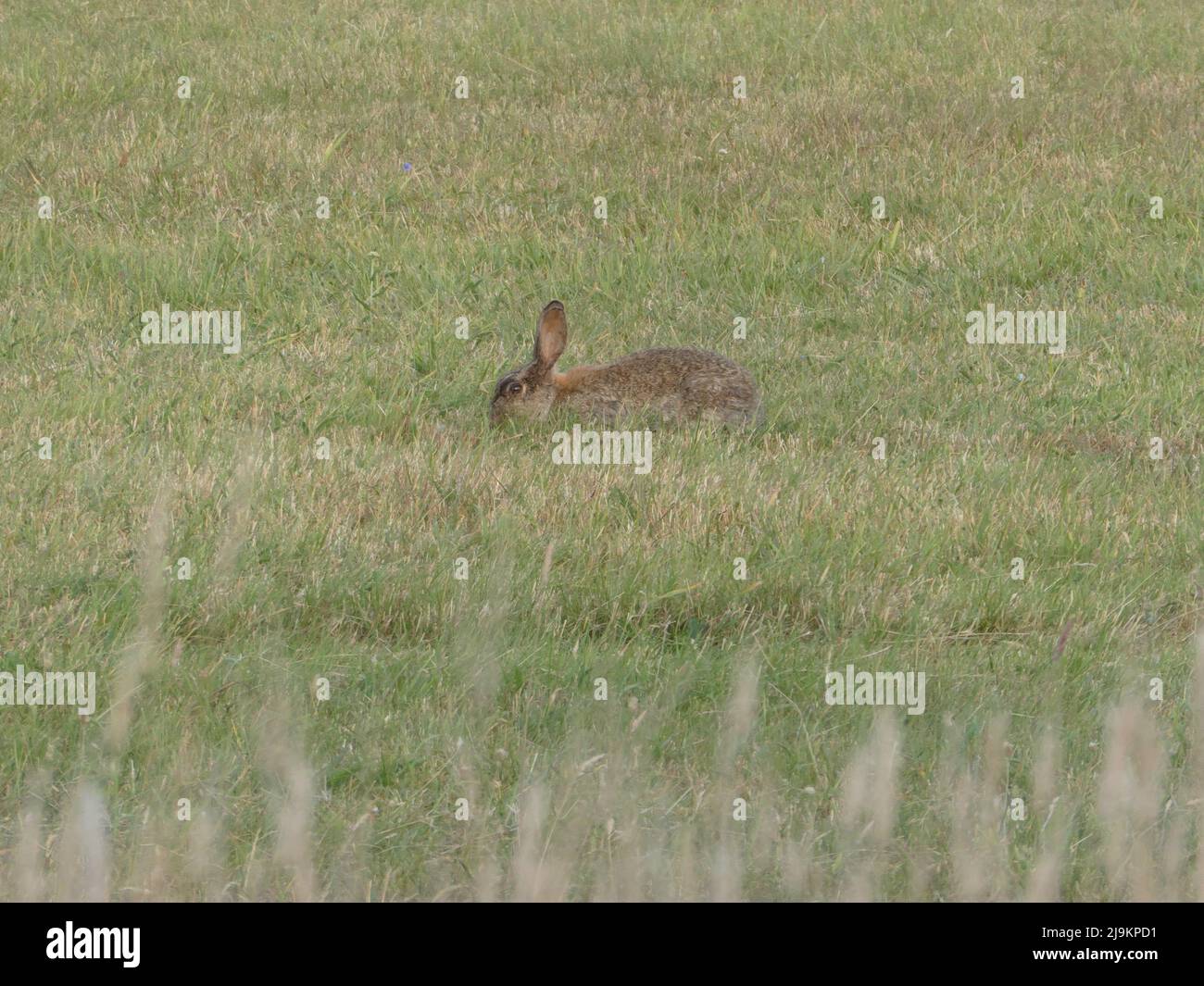 Funny bunny in the gras Stock Photo