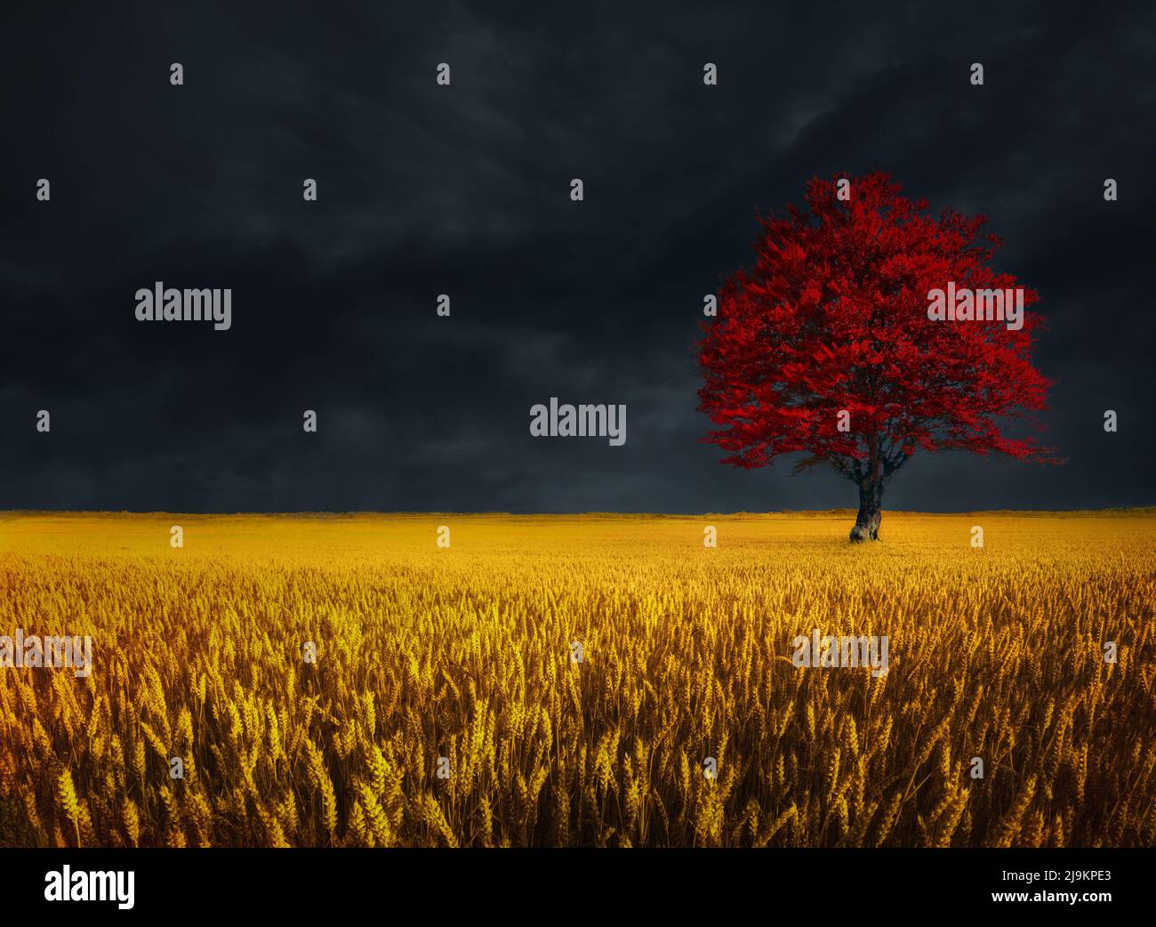 Lonely tree in wheat field hi-res stock photography and images - Alamy