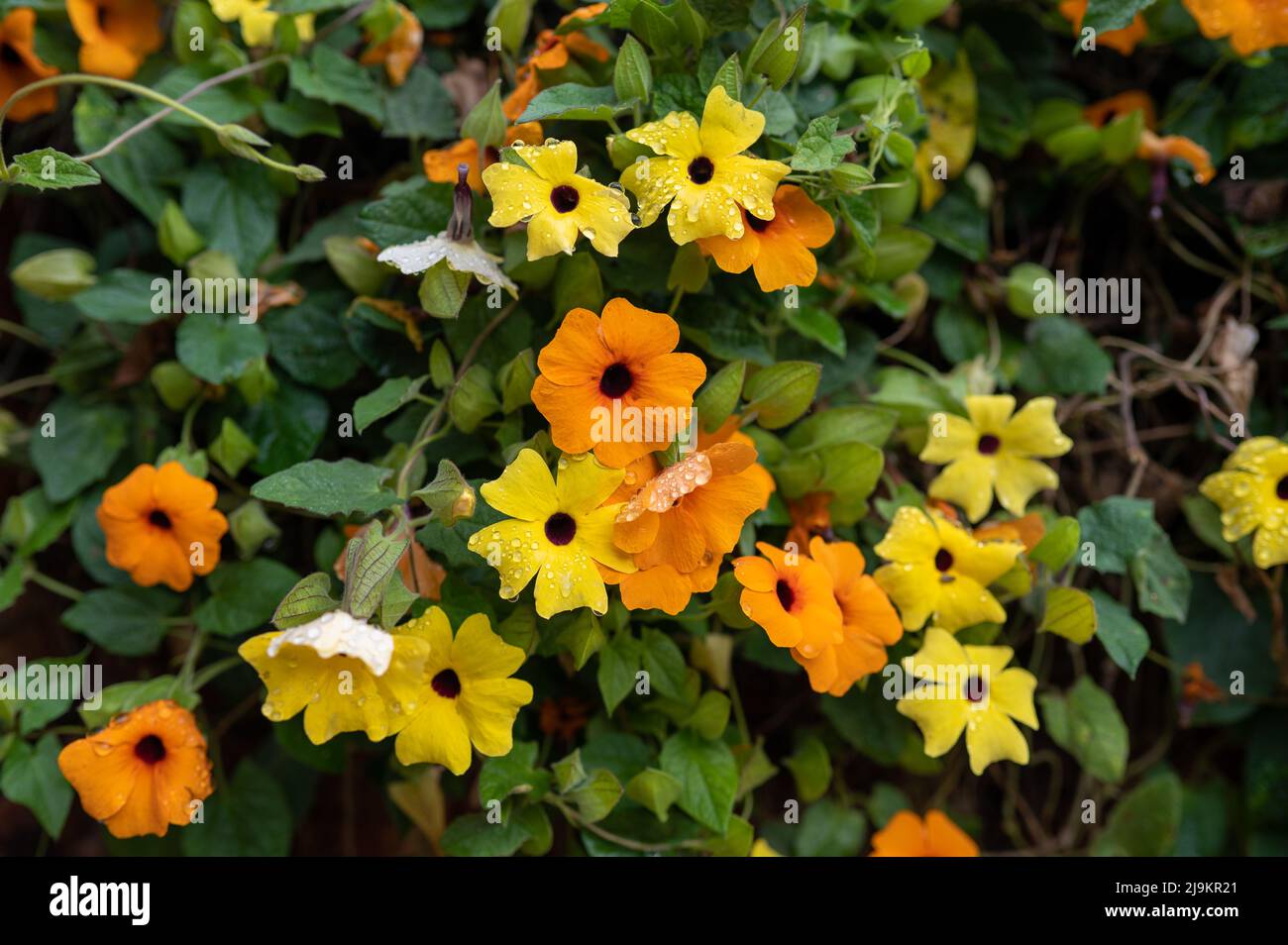 colorful flowers shot up close Stock Photo - Alamy