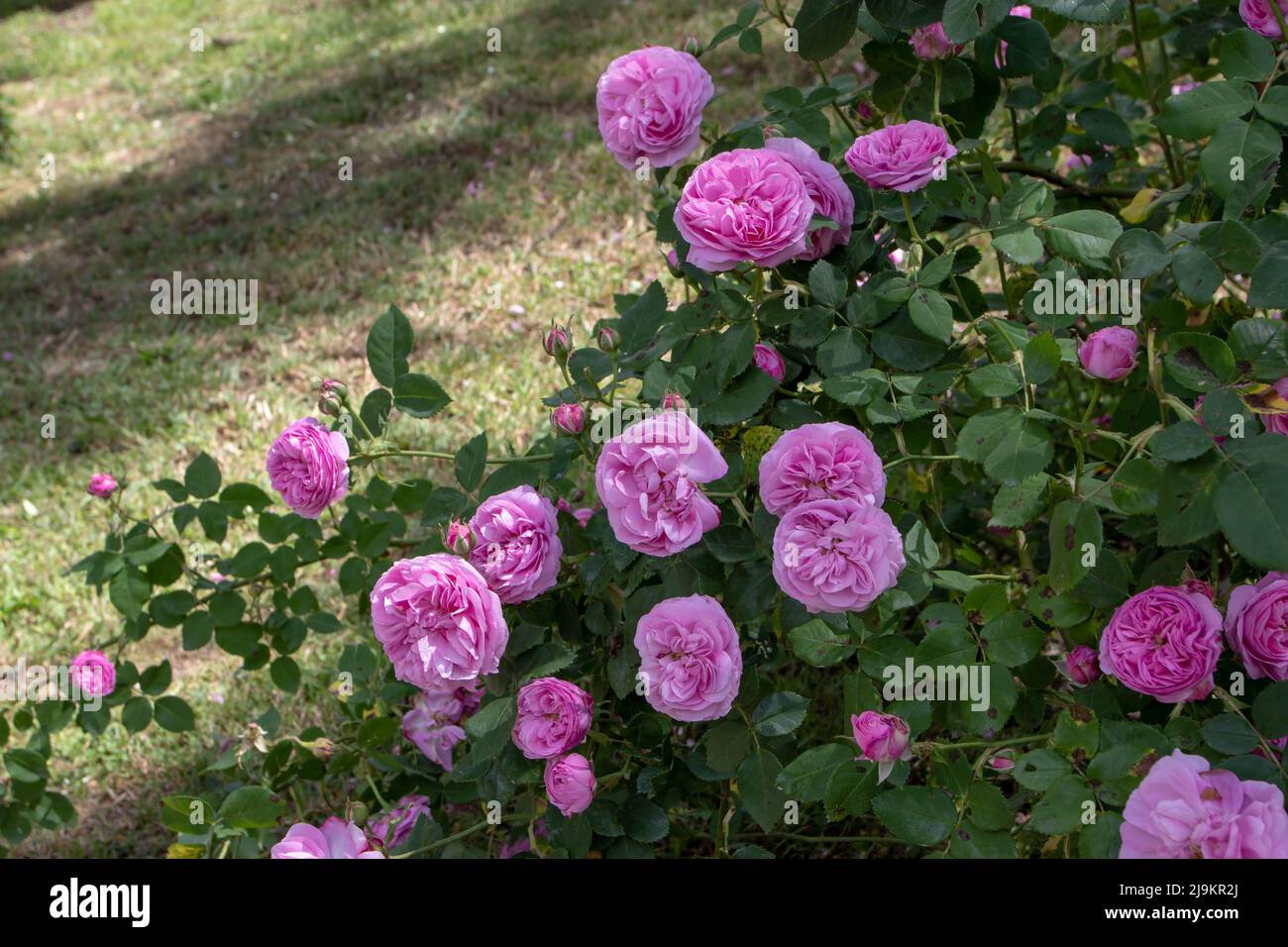 MADRID,SPAIN - May 12,2022: Louise Odier old fashioned shrub rose plant ...