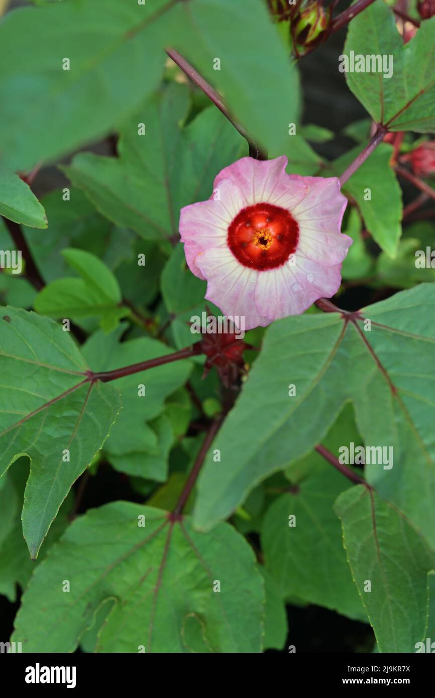 Flower of a Roselle plant, set against its three-lobed leaves Stock Photo
