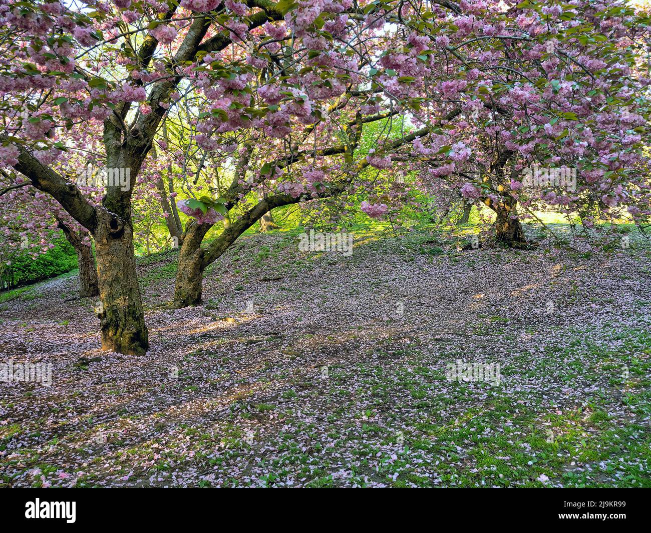 Spring in Central Park, New York City, Japanese Cherry Tree Stock Photo
