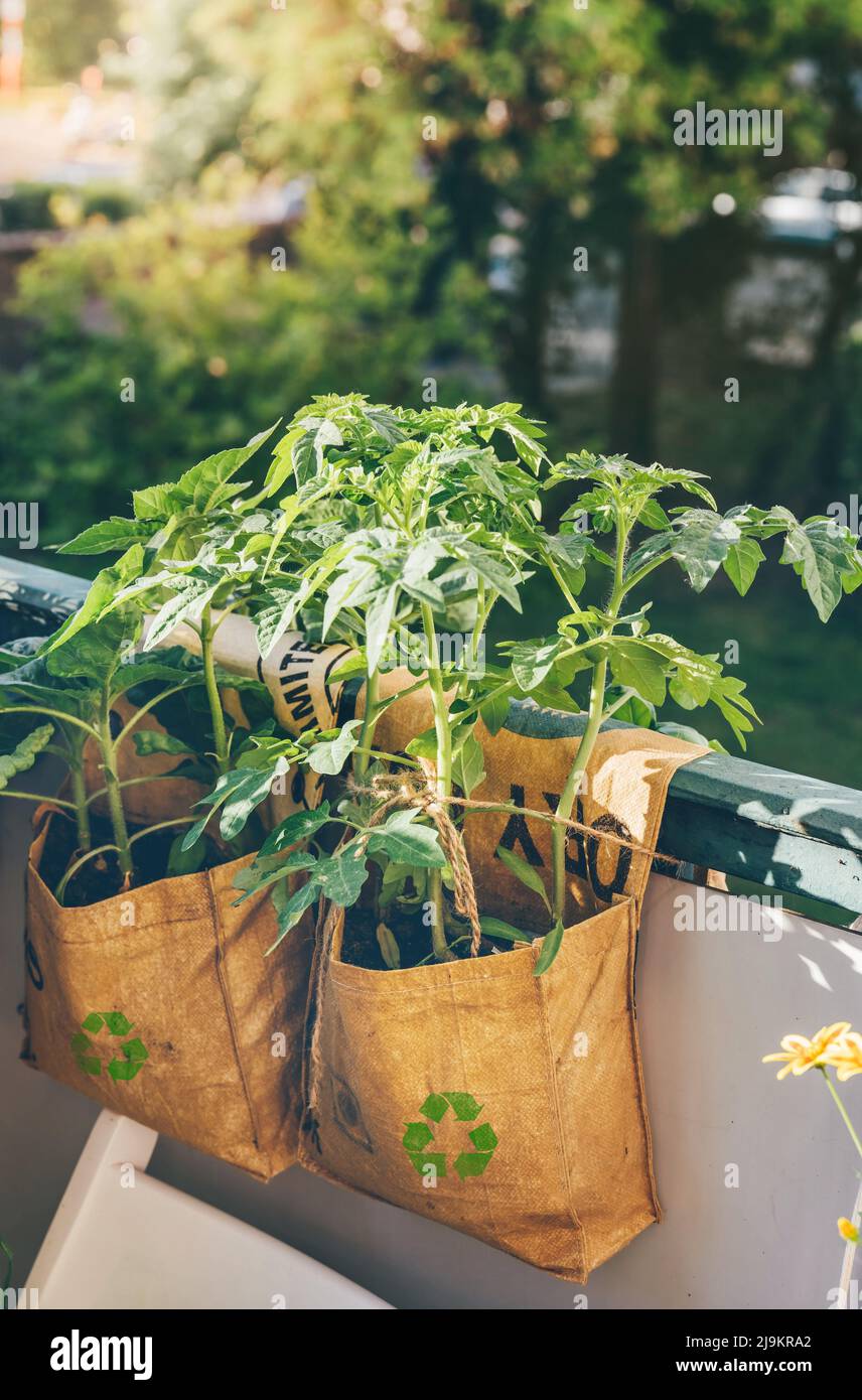 Recycled teebigbags for growing vegetables, herbs or flowers in