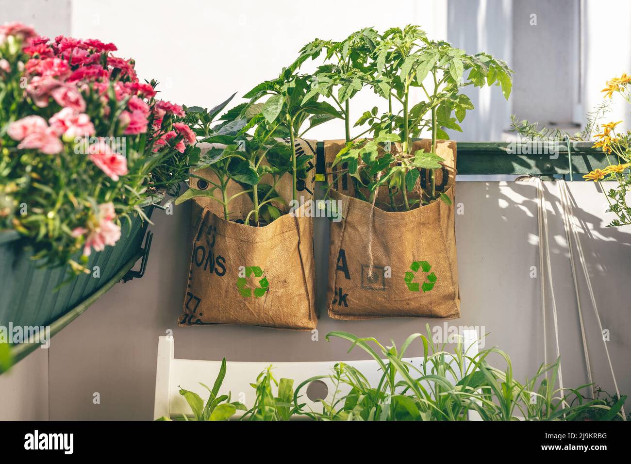 Tomatoes and sunflowers grow in reusable plant bags on balcony. Tee-big-bags were recycled by indian workers in India. Intelligent consumption of products Stock Photo
