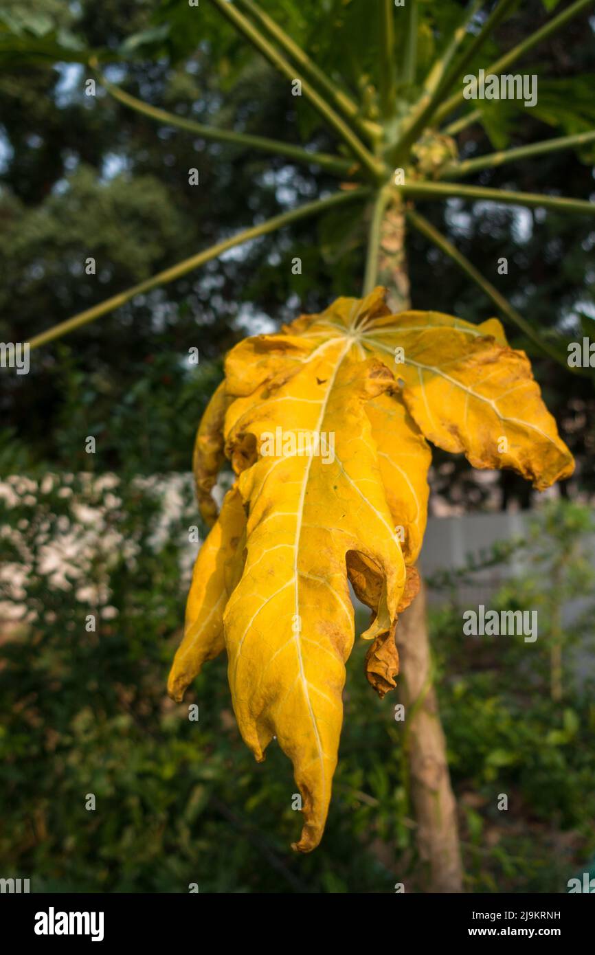 A dried up papaya leaf about to fall from a tree. An infected dead papaya tree leaf in an Indian garden. Stock Photo
