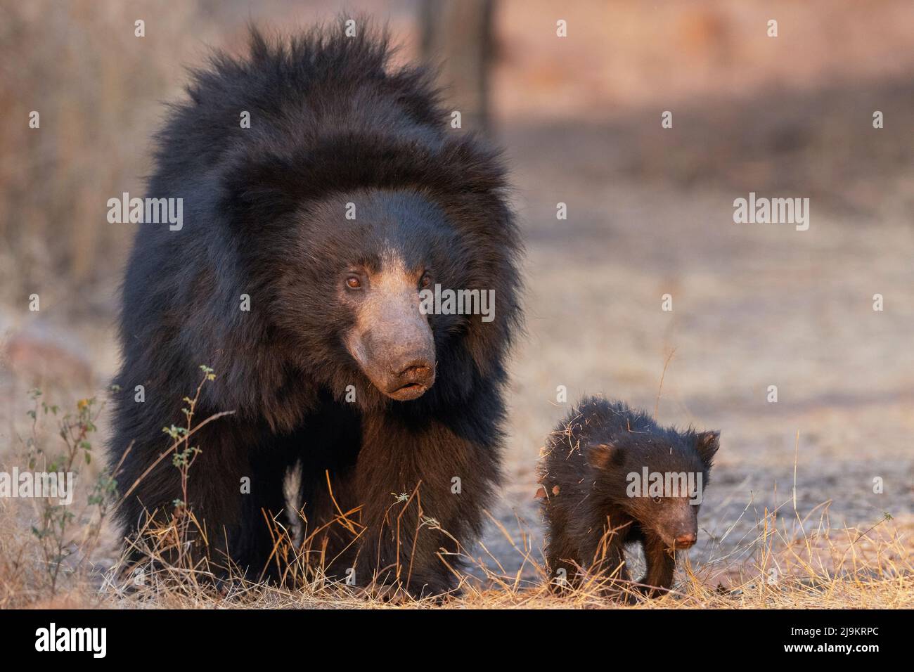 Indian Sloth Bear, Melursus ursinus, Daroji Sloth Bear Sanctuary, Karnataka, India Stock Photo