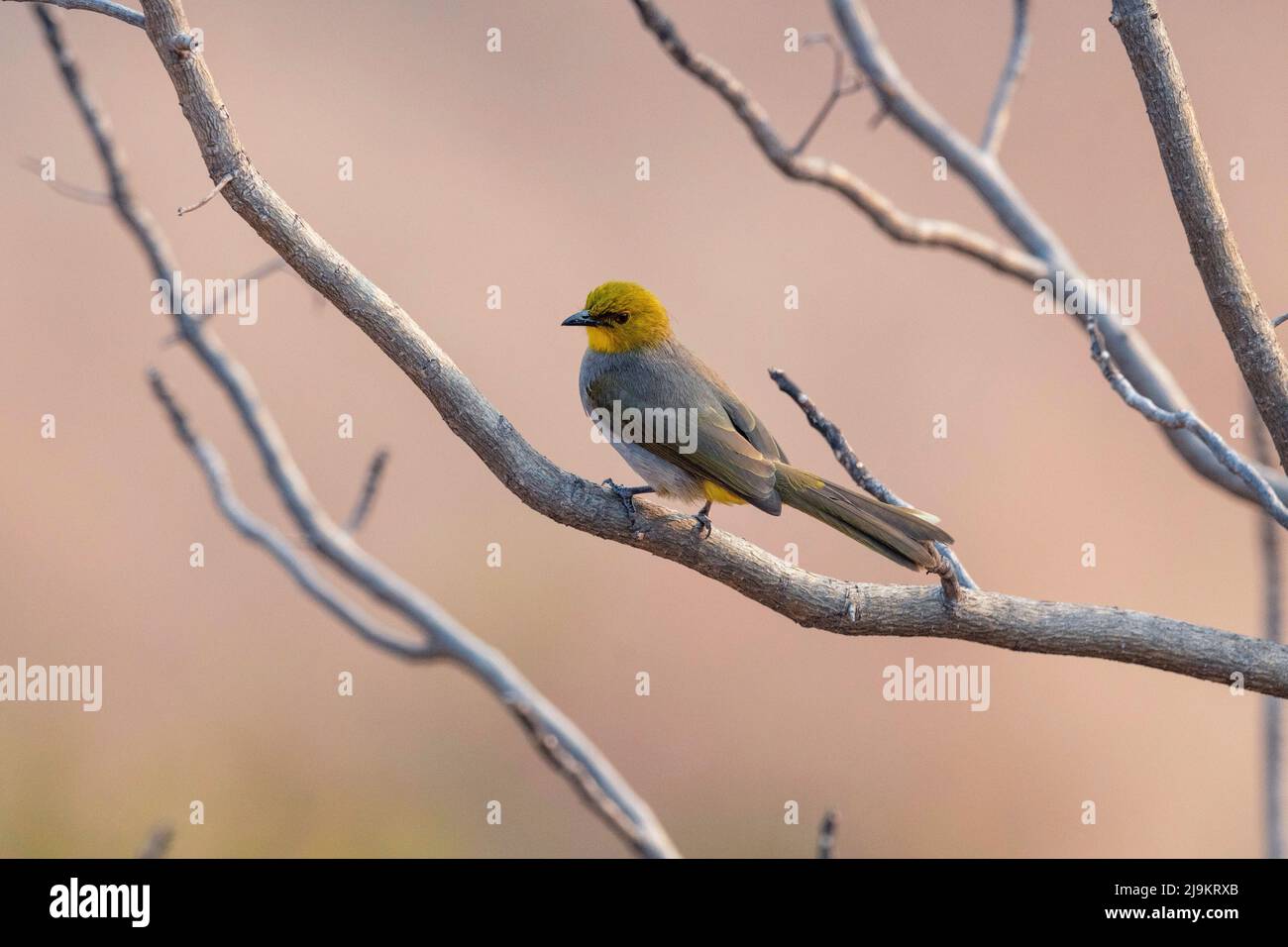 Yellow-throated bulbul, Pycnonotus xantholaemus, Daroji Sloth Bear