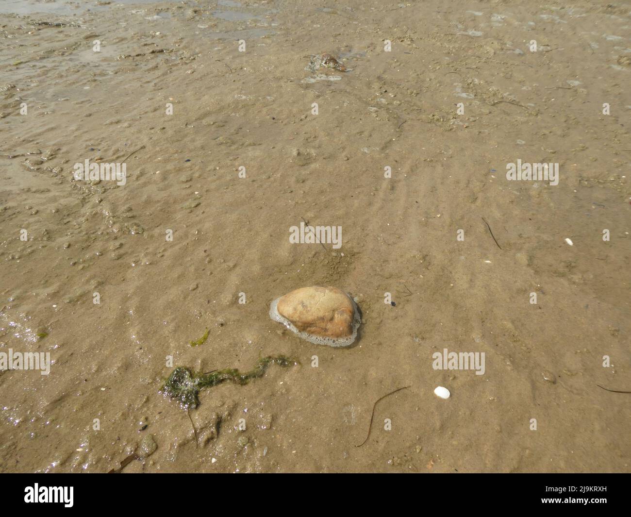 Single stone lying like a jellyfish in the sand during beginning flood Stock Photo