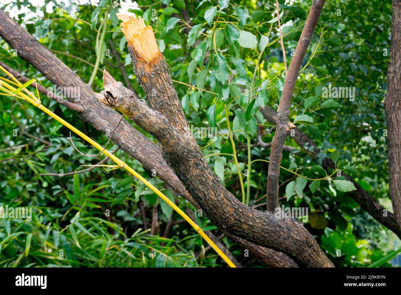 A close-up shot of a Camphor tree stem cut horizontally exposing the inner wood. Cinnamomum camphora. Uttarakhand India. Stock Photo