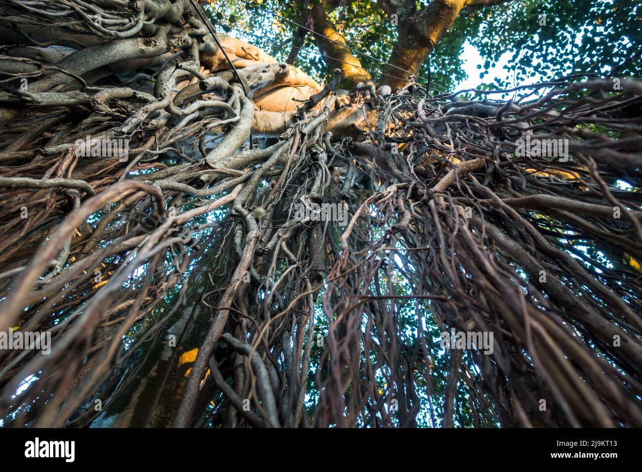 An upward shot of hanging prop roots of Banyan tree, Ficus benghalensis. Uttarakhand India. Stock Photo