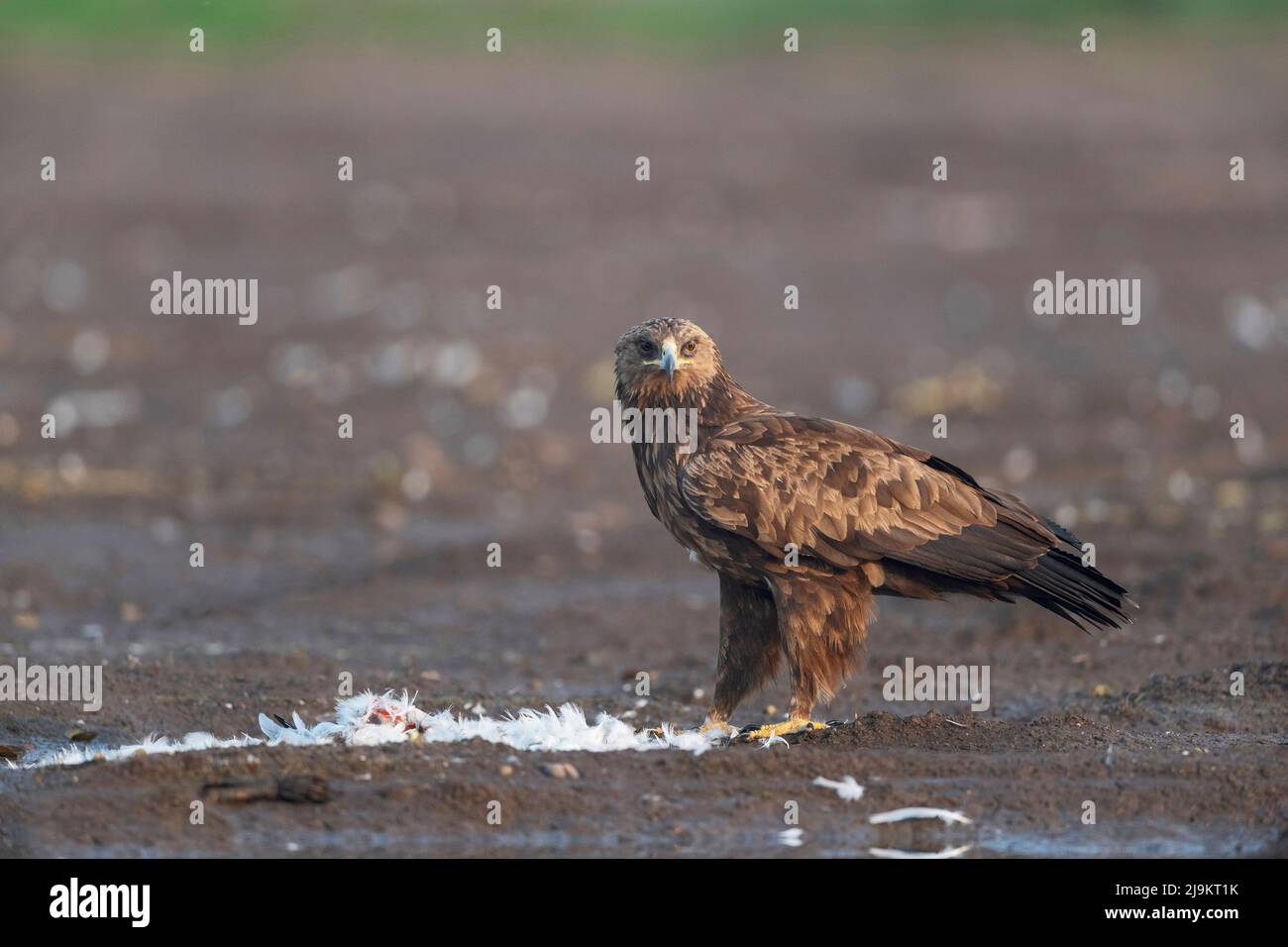 Greater spotted eagle, Clanga clanga, Bhigwan, Maharashtra, India Stock Photo