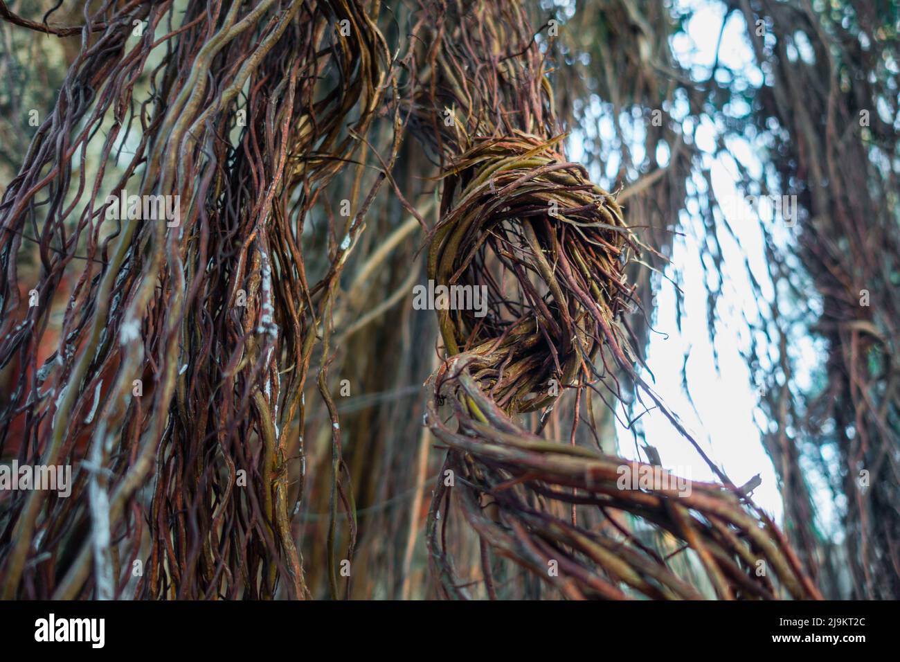 Banayan Prop Roots An isolated shot of hanging prop roots of Banyan tree, Ficus ...
