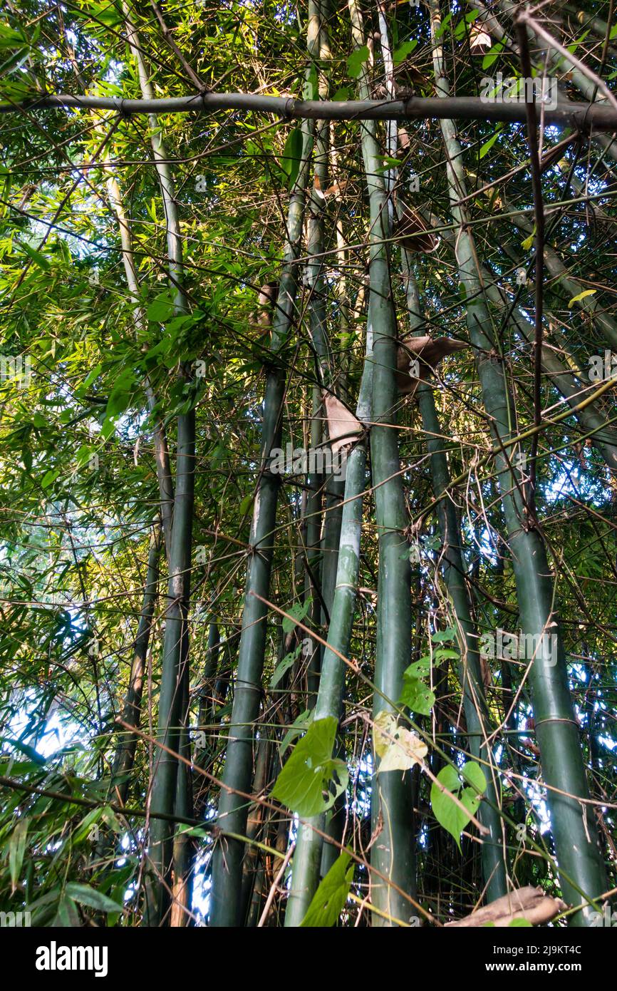 Dense bamboo jungle in the dehradun city of Uttarakhand ,India. Stock Photo