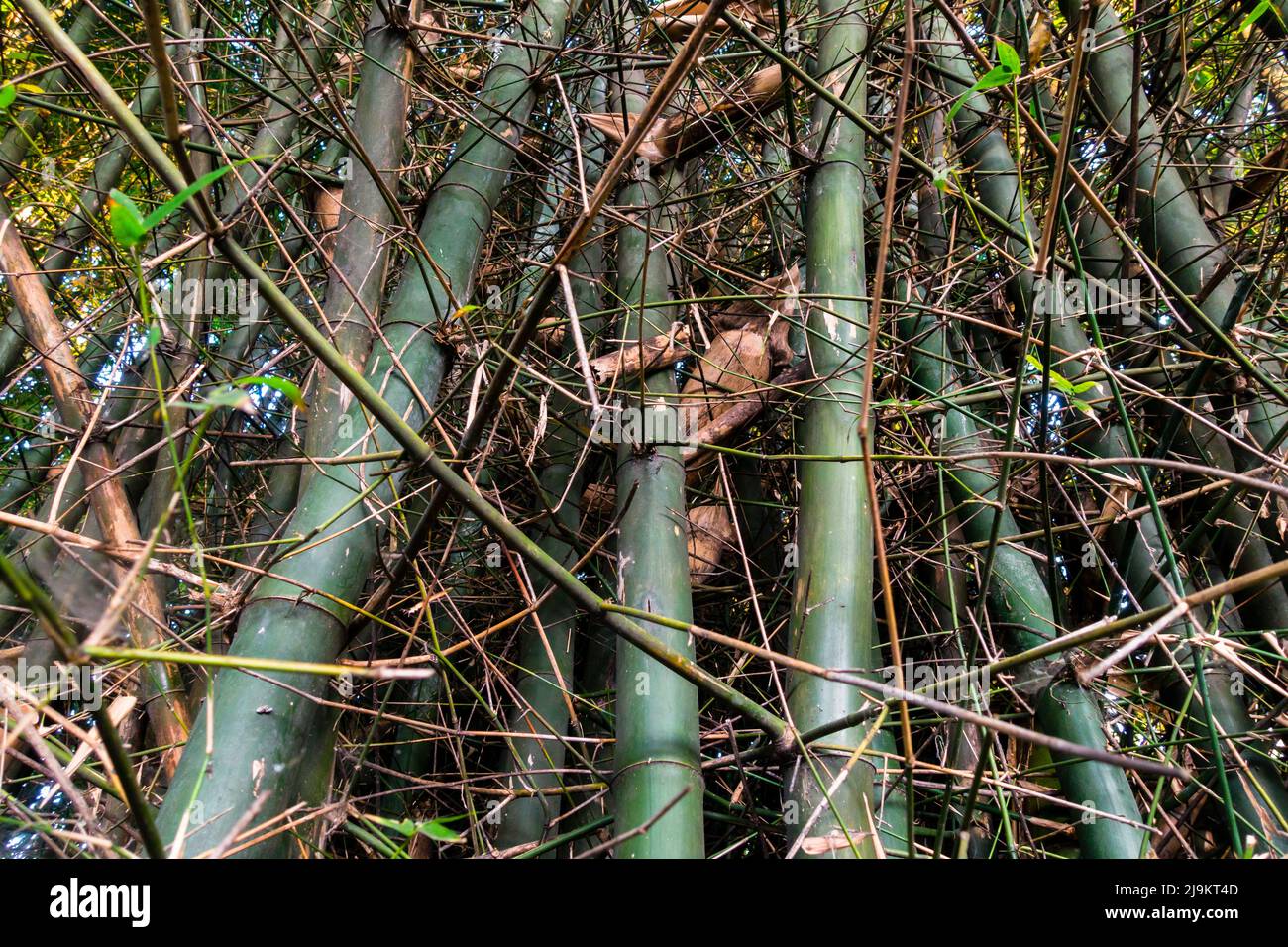 Dense bamboo jungle in the dehradun city of Uttarakhand ,India Stock