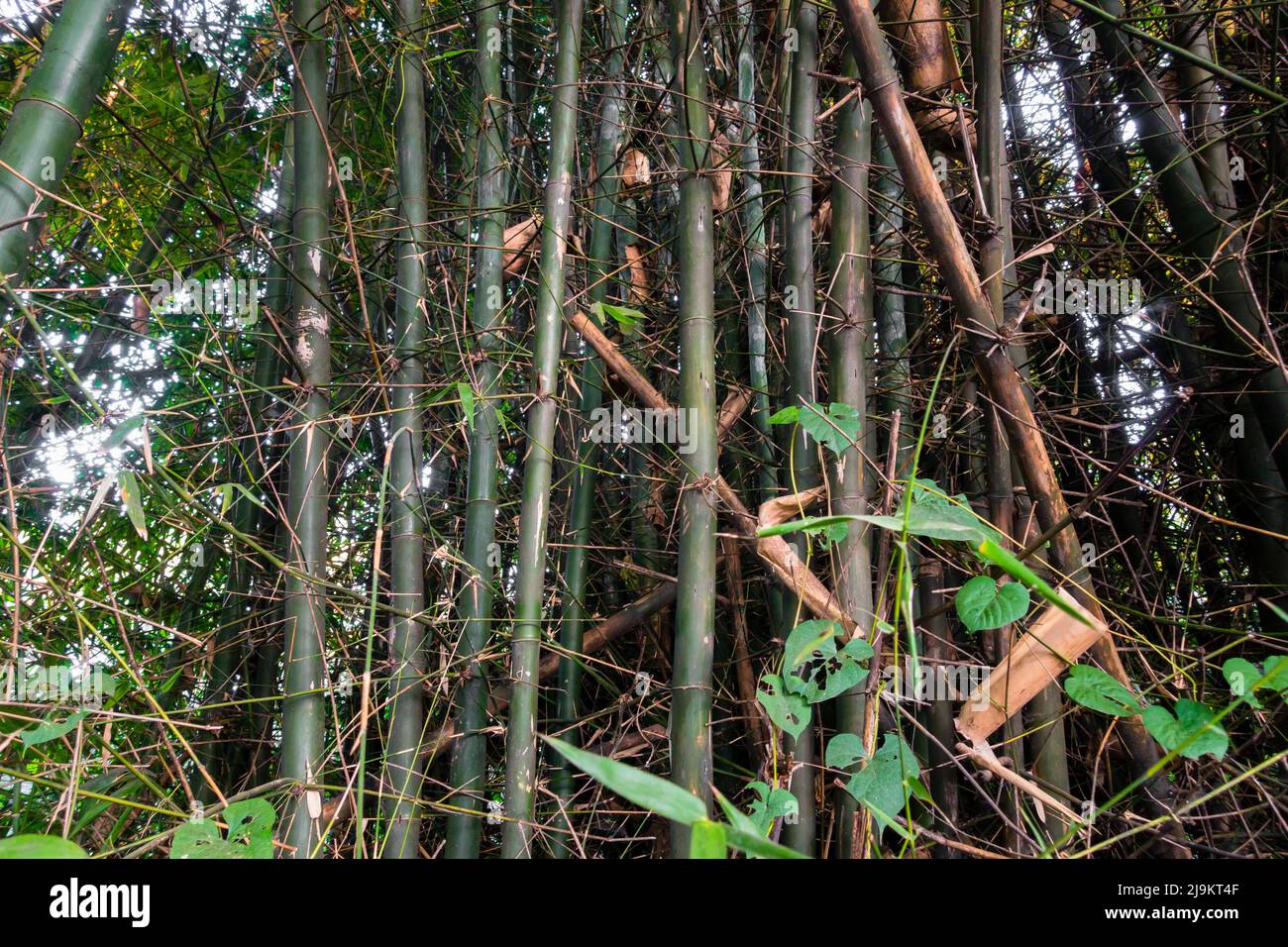 Dense bamboo jungle in the dehradun city of Uttarakhand ,India. Stock Photo
