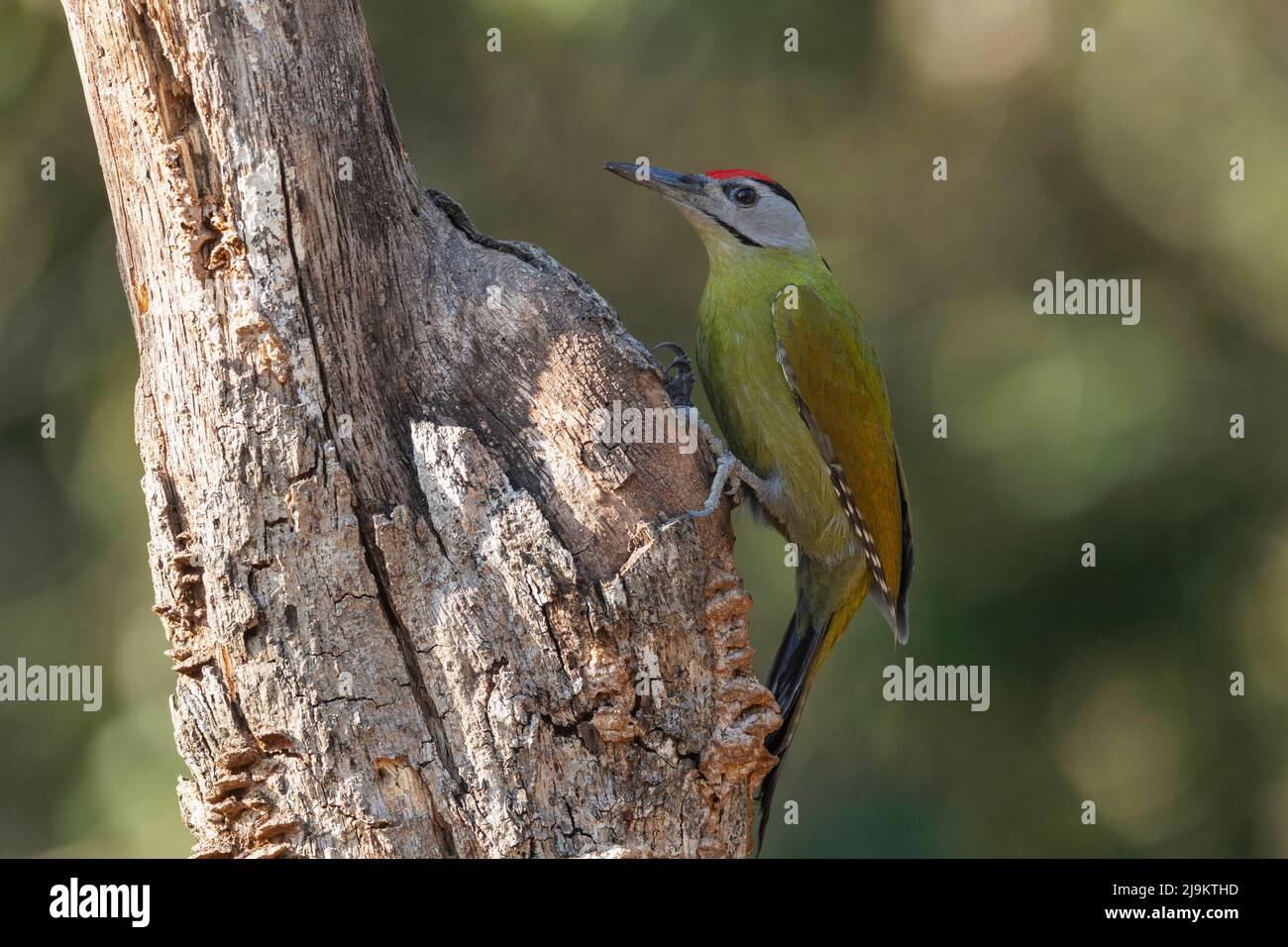 Grey-headed woodpecker Male, Picus canus, Sattal, Uttarakhand, India Stock Photo