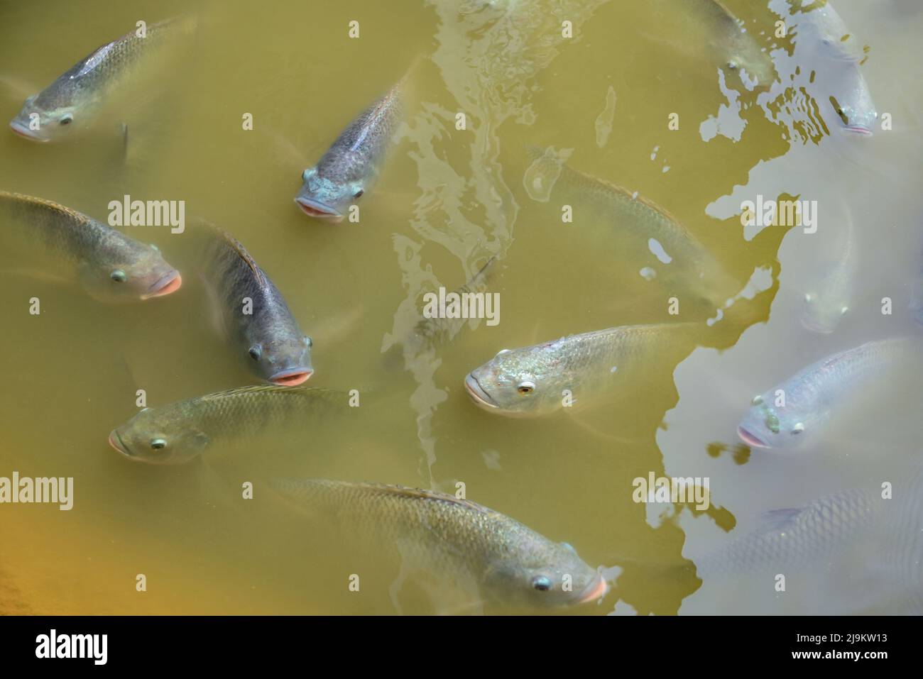 Tilapia fish on freshwater, tilapia fish swimming in a pond, tilapia