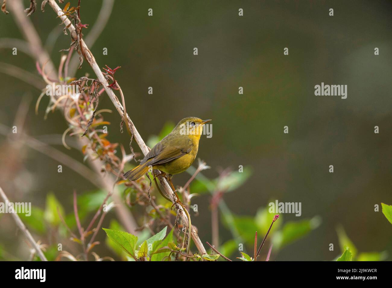 Chopta, Uttarakhand, India, Golden bush robin, Tarsiger chrysaeus Female Stock Photo