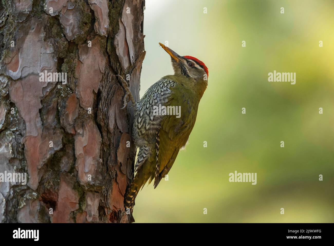 Chopta, Uttarakhand, India, Scaly-bellied woodpecker, Picus squamatus Stock Photo