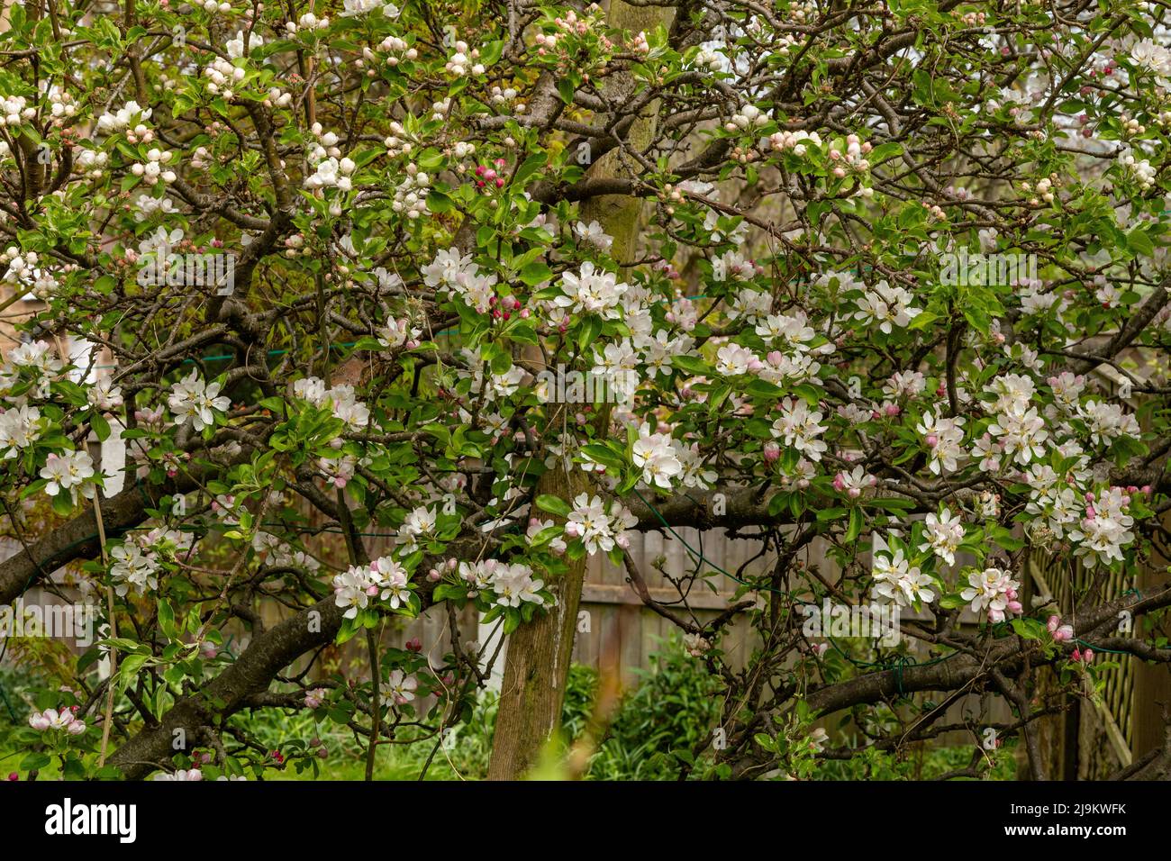 Fan trained apple trees in blossom. Stock Photo