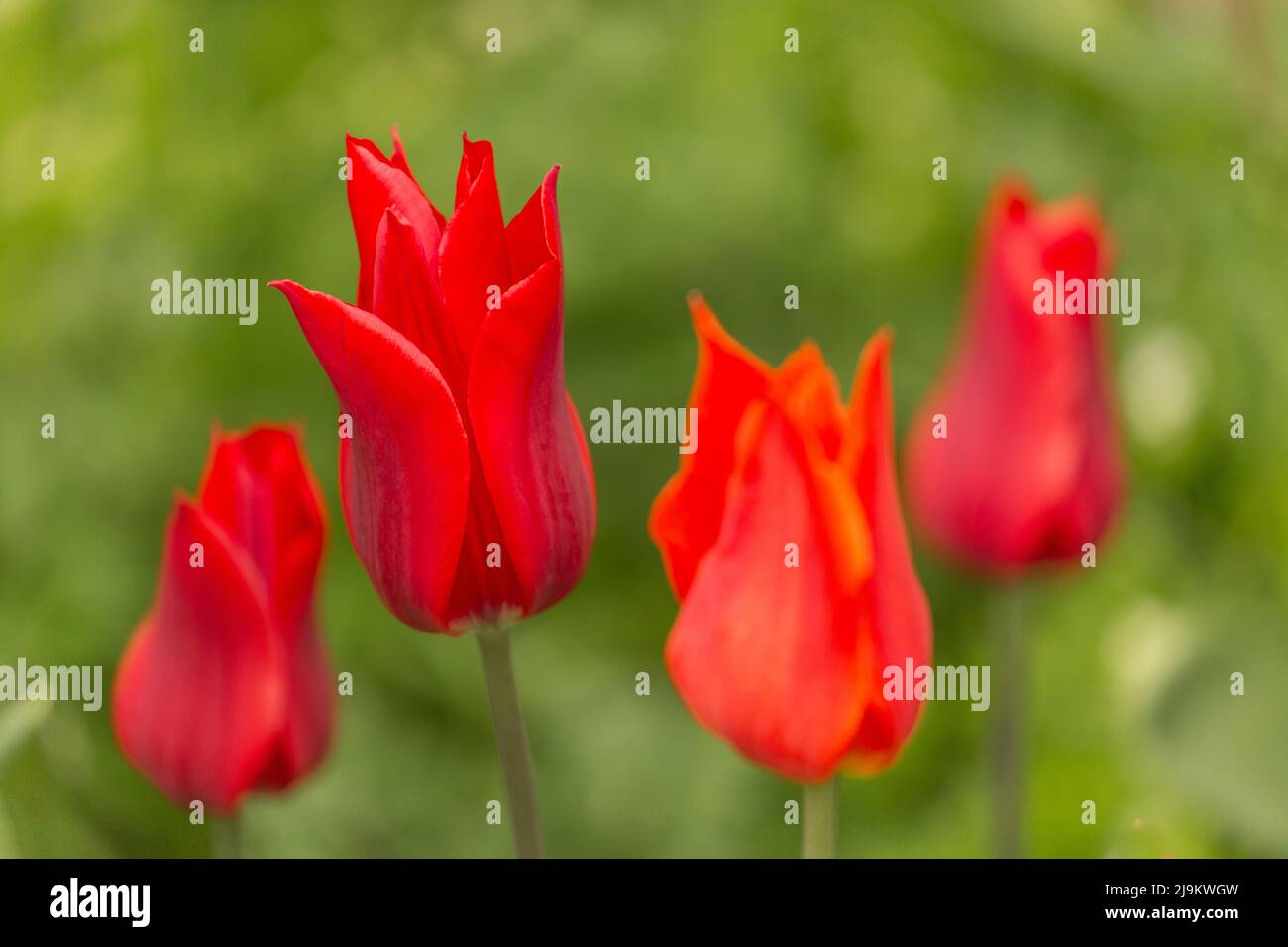 Bright red lily tulip flowers Stock Photo Alamy