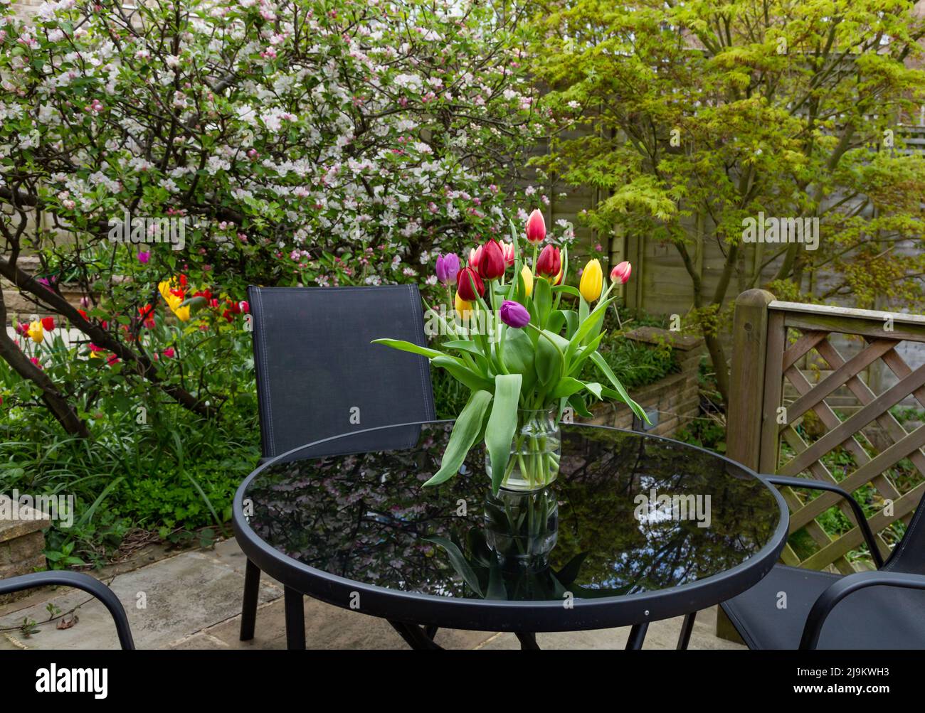 An English garden in spring. A vase of tulips is displayed on the glass garden table. Apple trees in blossom are in the background. Stock Photo