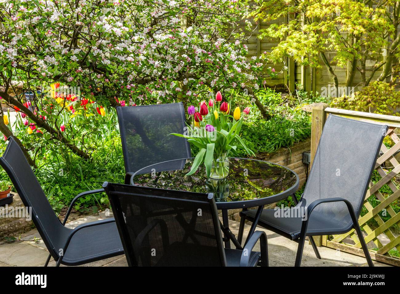 An English garden in spring. A vase of tulips is displayed on the glass garden table. Apple trees in blossom are in the background. Stock Photo