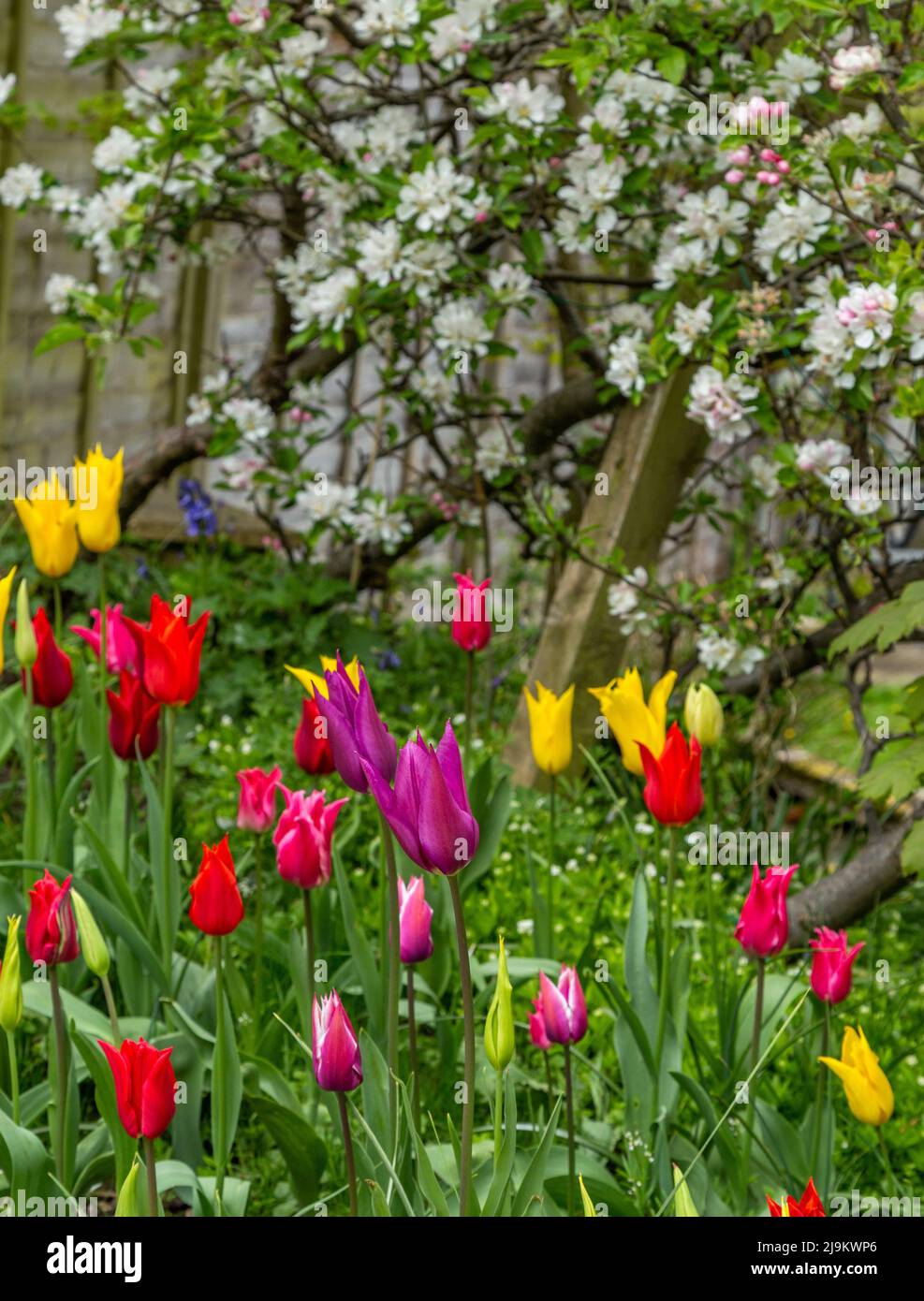 Mixed tulip flowers under apple trees in a Yorkshire garden. Stock Photo