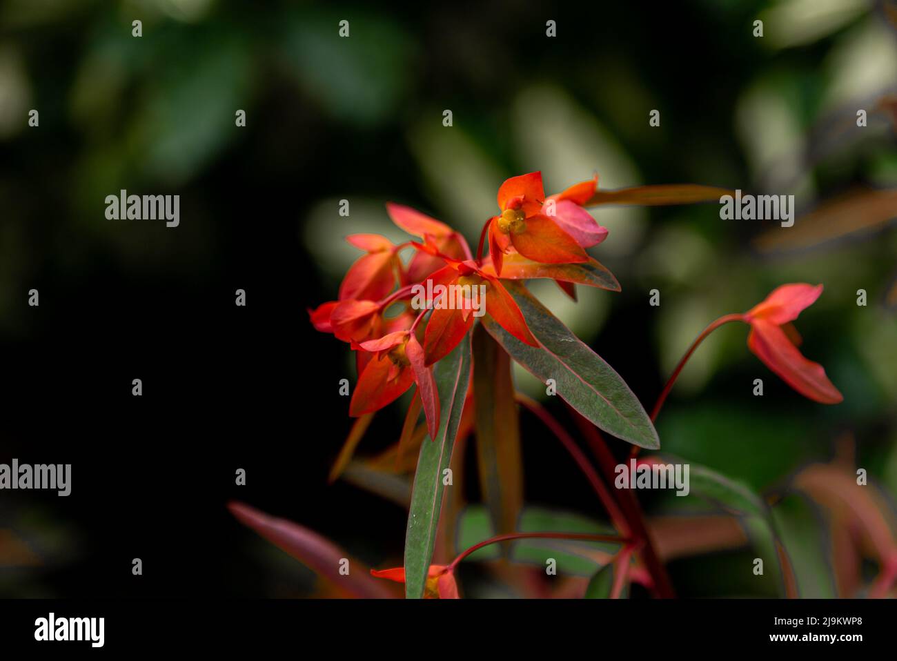 Euphorbia griffithii 'Fireglow'.  Fireglow Spurge flower. Stock Photo