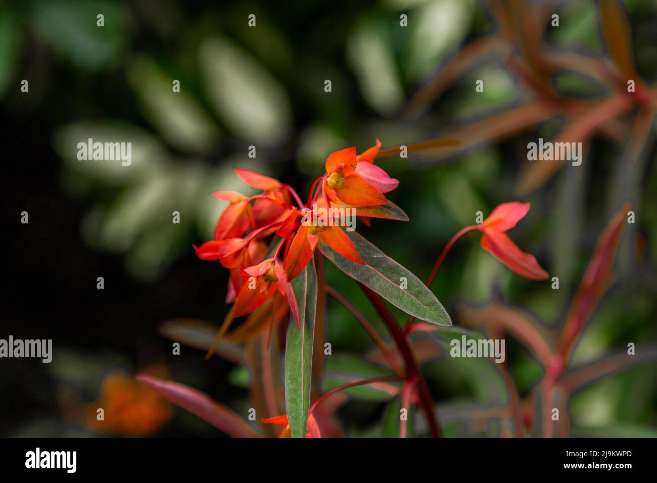 Euphorbia griffithii 'Fireglow'.  Fireglow Spurge flower. Stock Photo