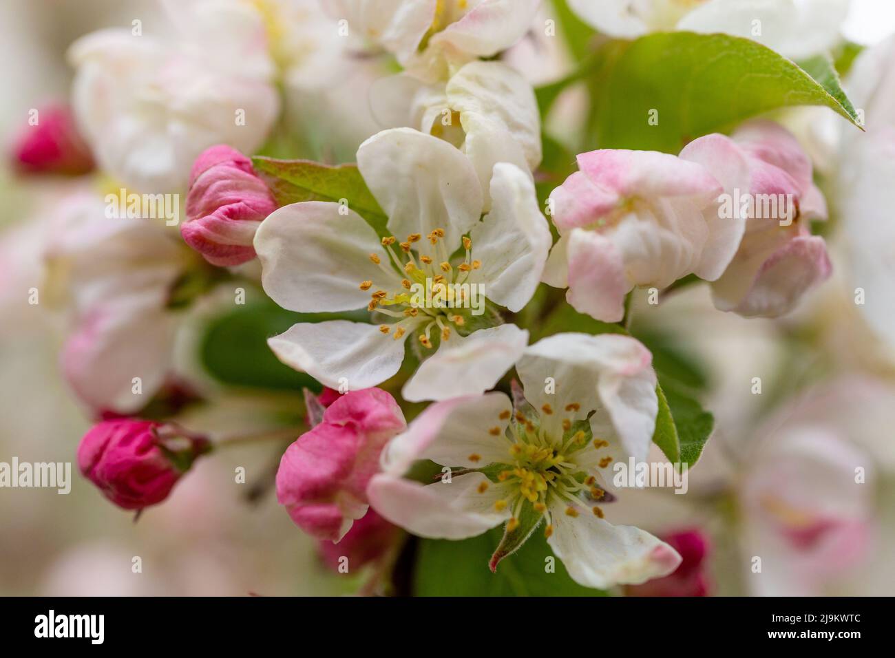 Angiosperm pollen hi-res stock photography and images - Alamy