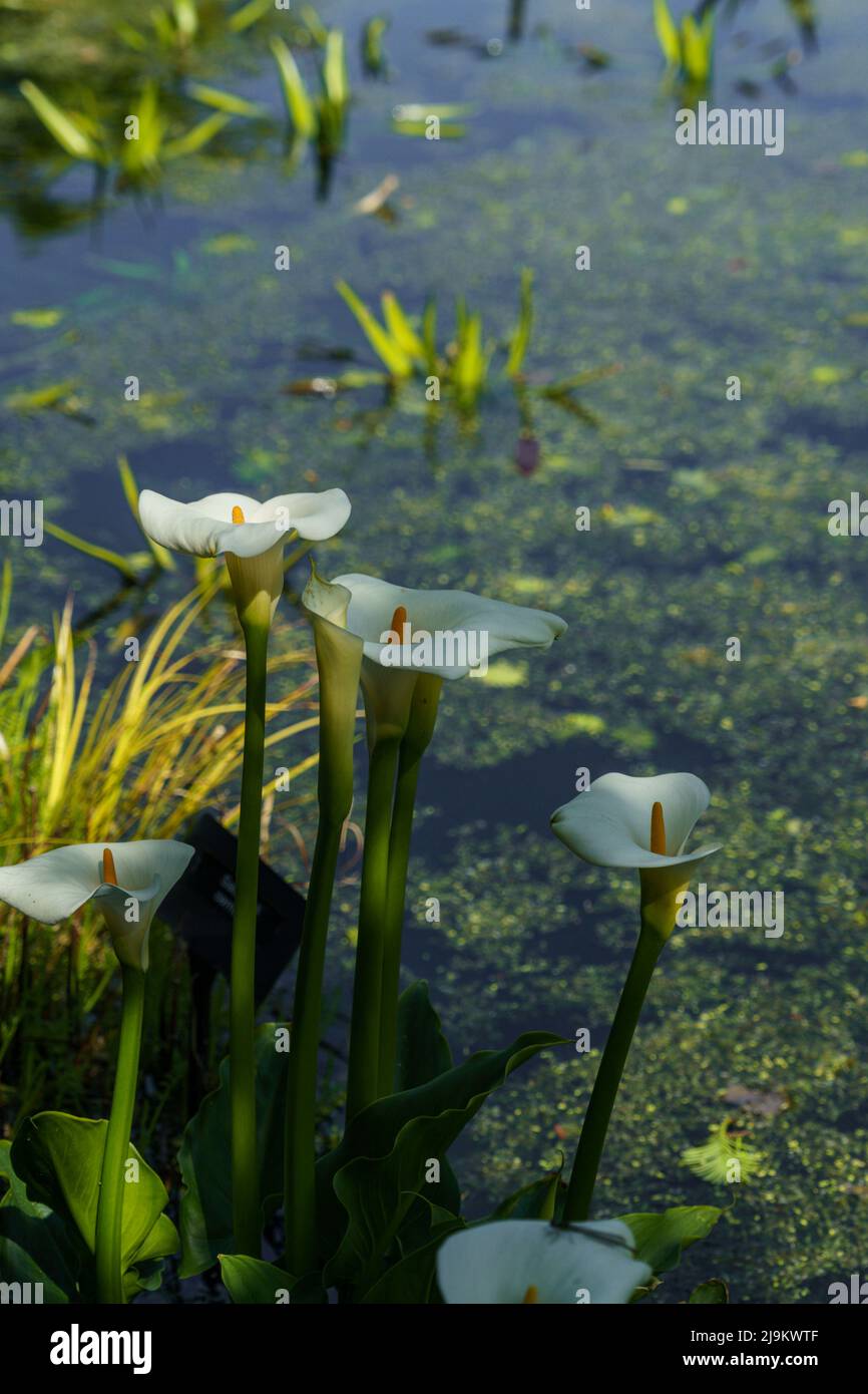 Long-stalked white Arum Lilies growing by the edge shaded edge of a garden pond.Arum lily can be deciduous or semi-evergreen, tuberous perennials. Stock Photo