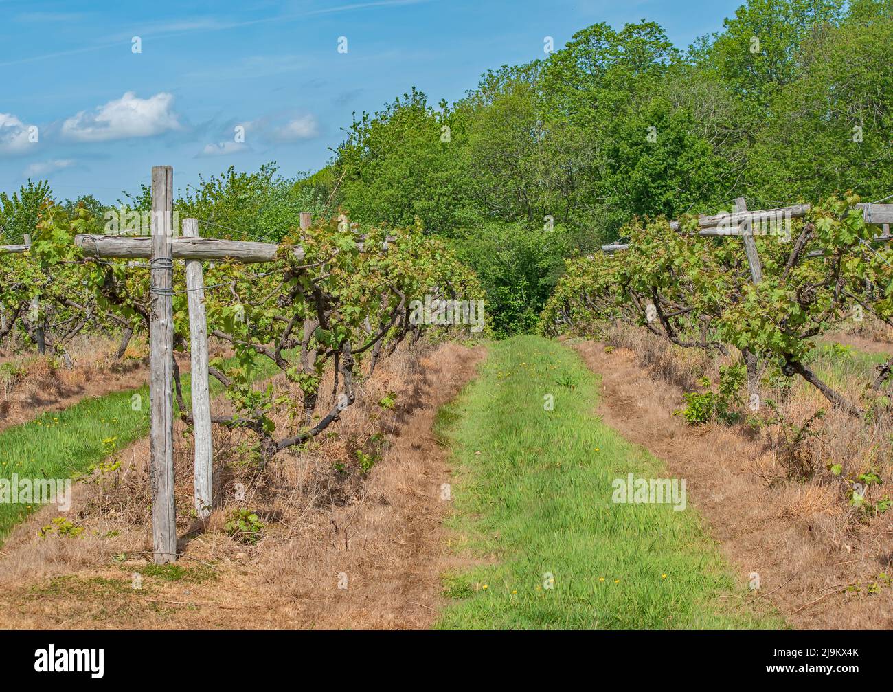 A view of Tan English Vineyard in Spring Stock Photo