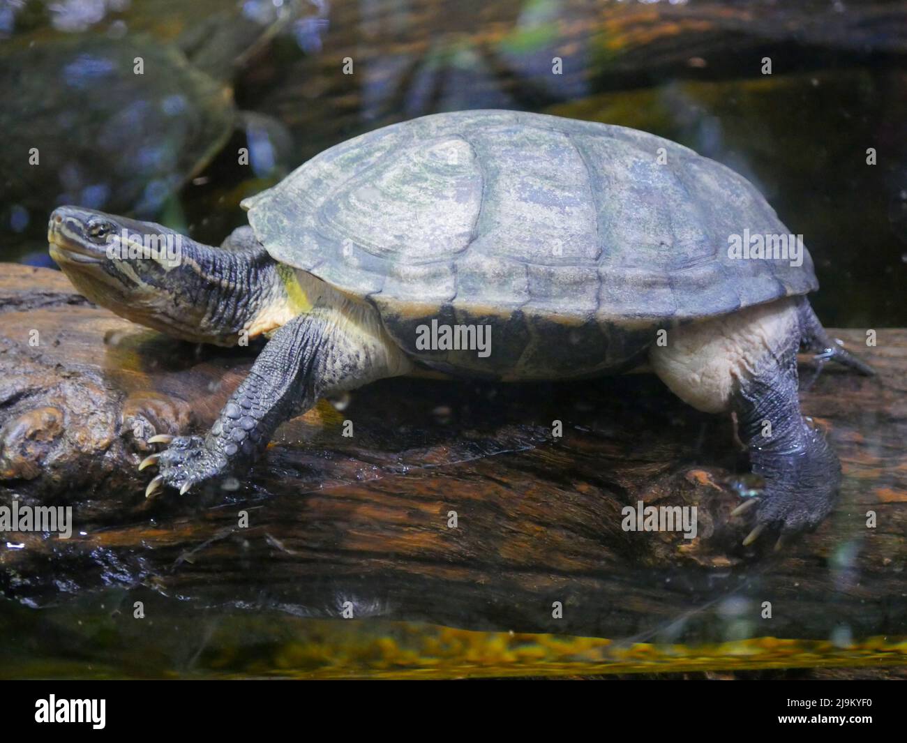 Turtle resting near pond. Turtles are an order of reptiles known as ...