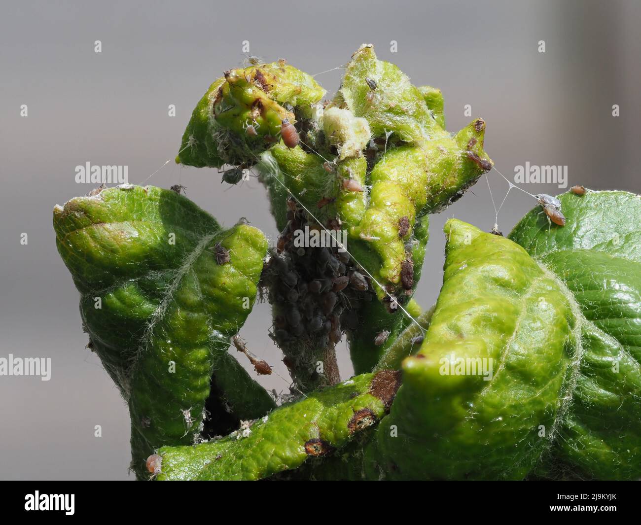 Apids attacking leaves on apple tree Stock Photo