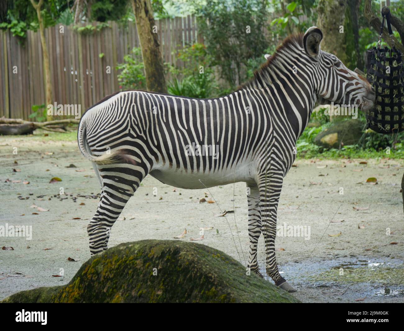 Striped african animals hires stock photography and images Alamy